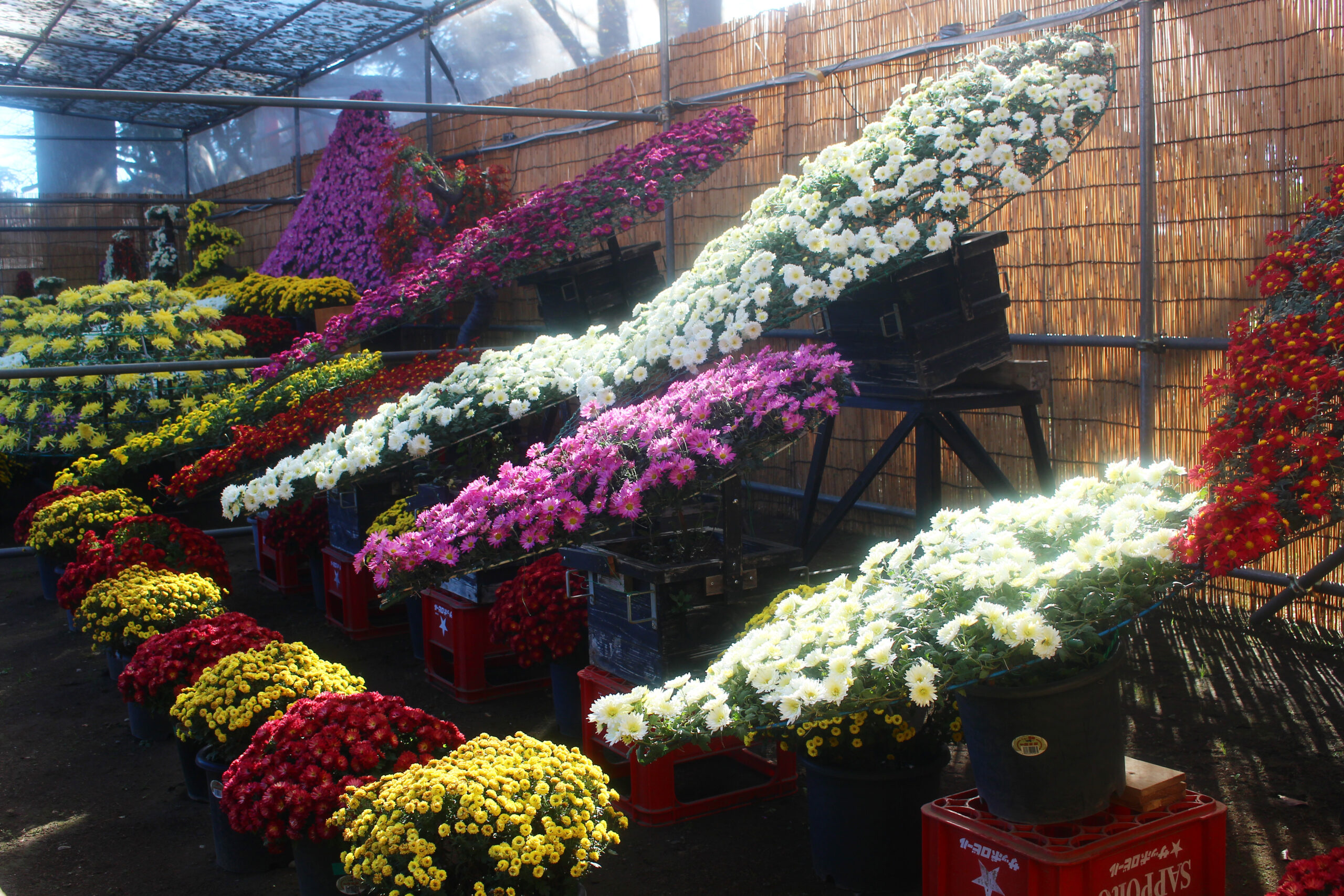 下妻市菊まつり