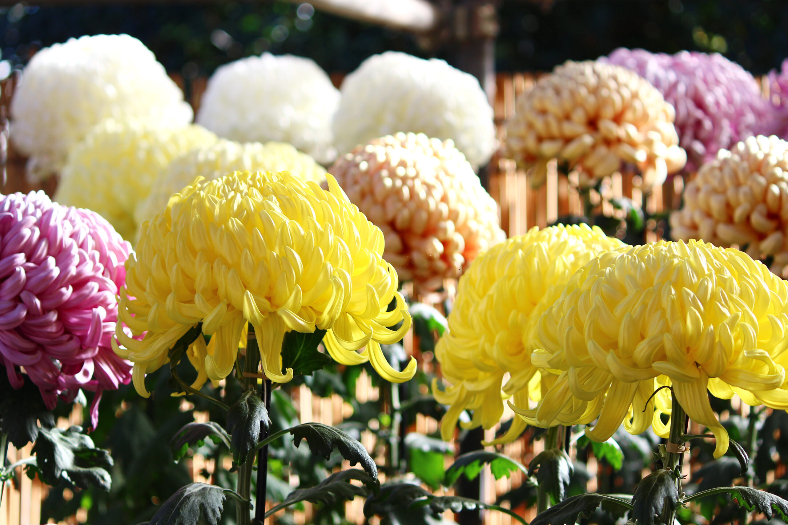 下妻市菊まつり