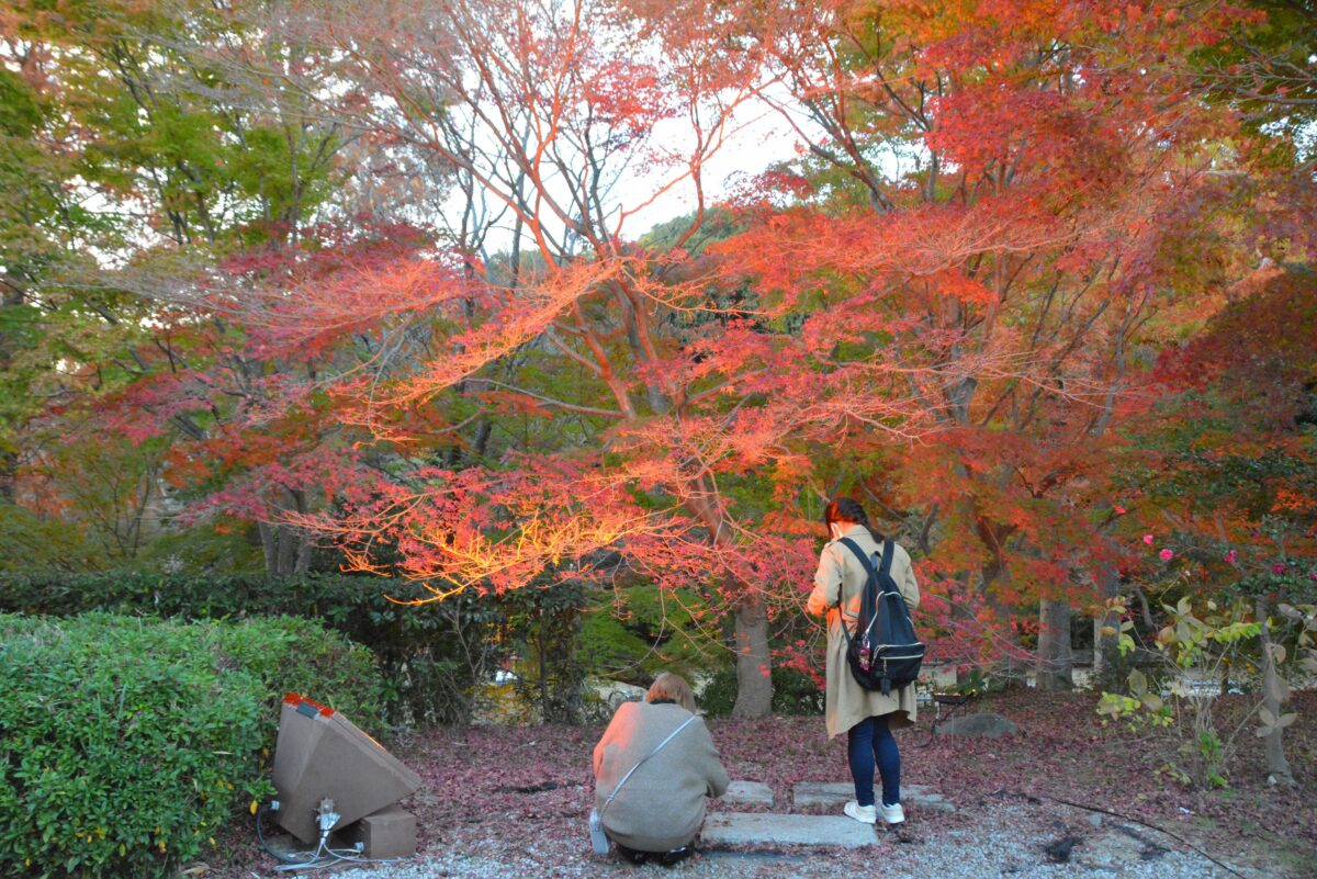 須磨離宮公園の紅葉