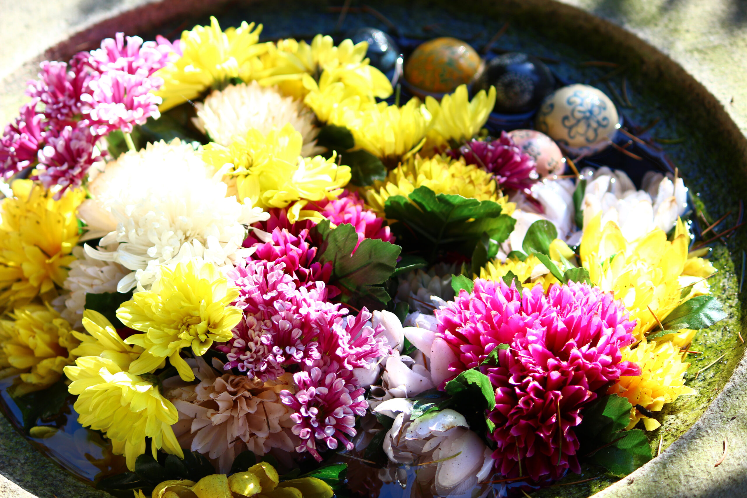 下妻市菊まつり