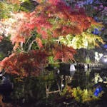 鎌倉・長谷寺の紅葉ライトアップが幻想的!期間限定のかわいい刺繍御朱印も!