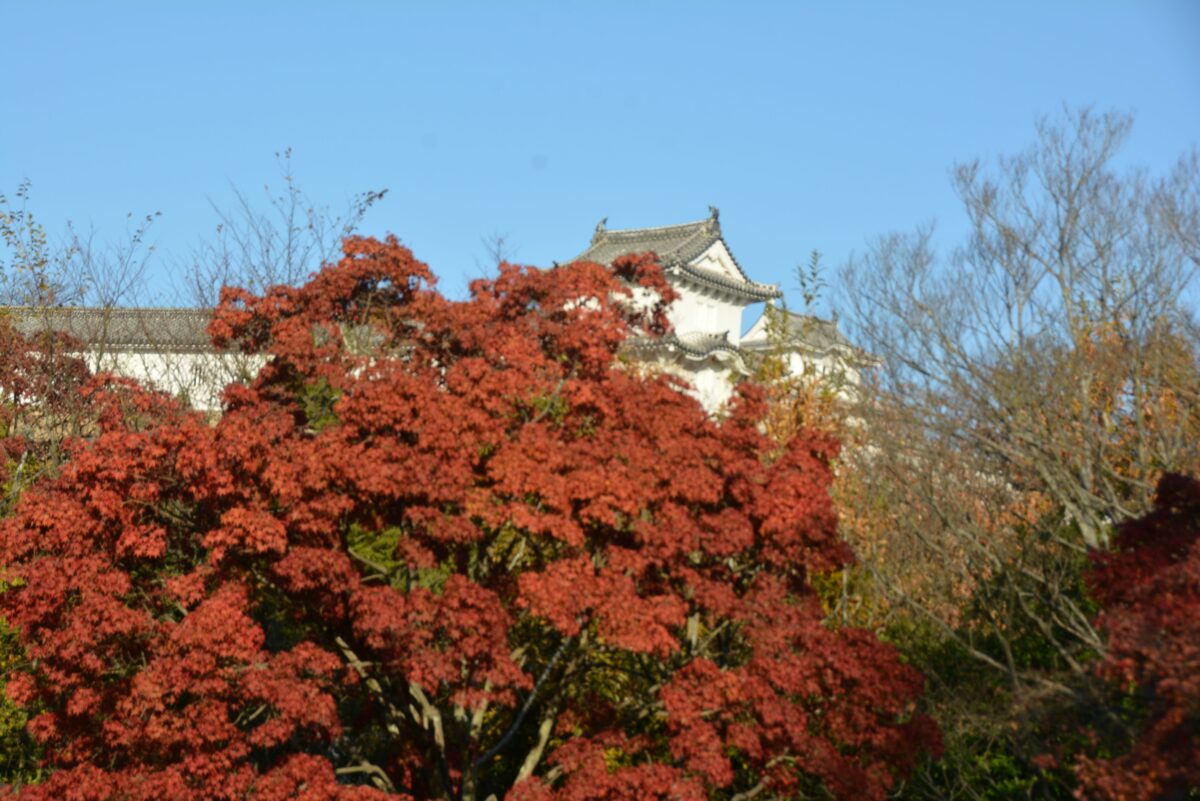 姫路城の好古園の紅葉