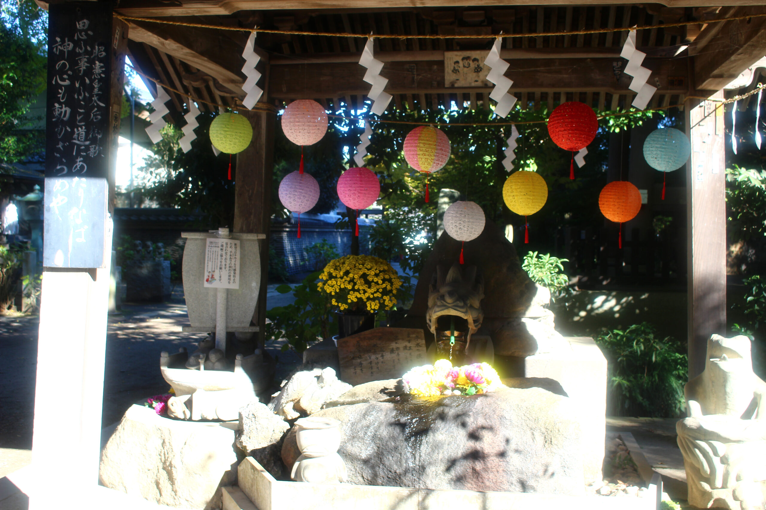 下妻市菊まつり