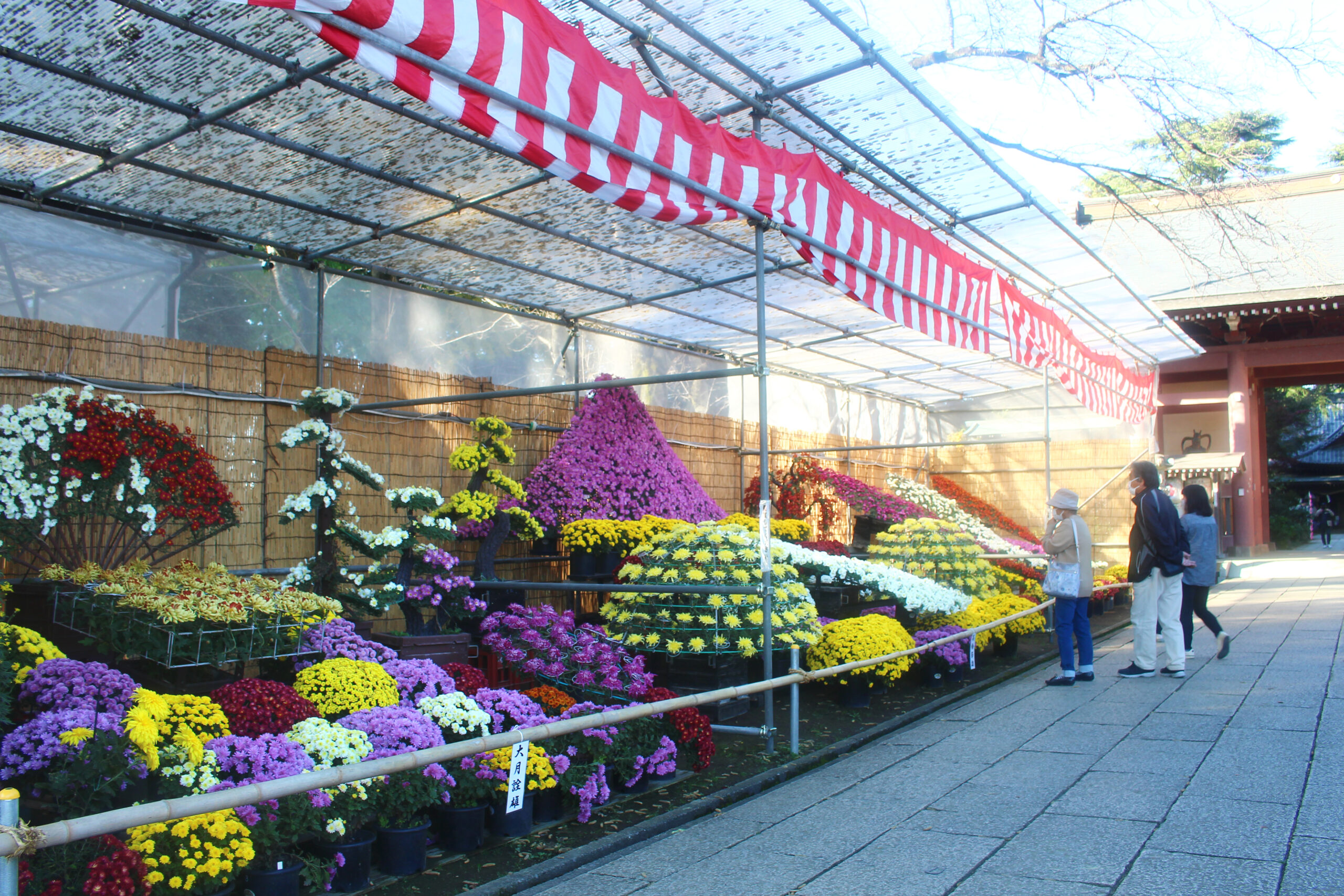 下妻市菊まつり