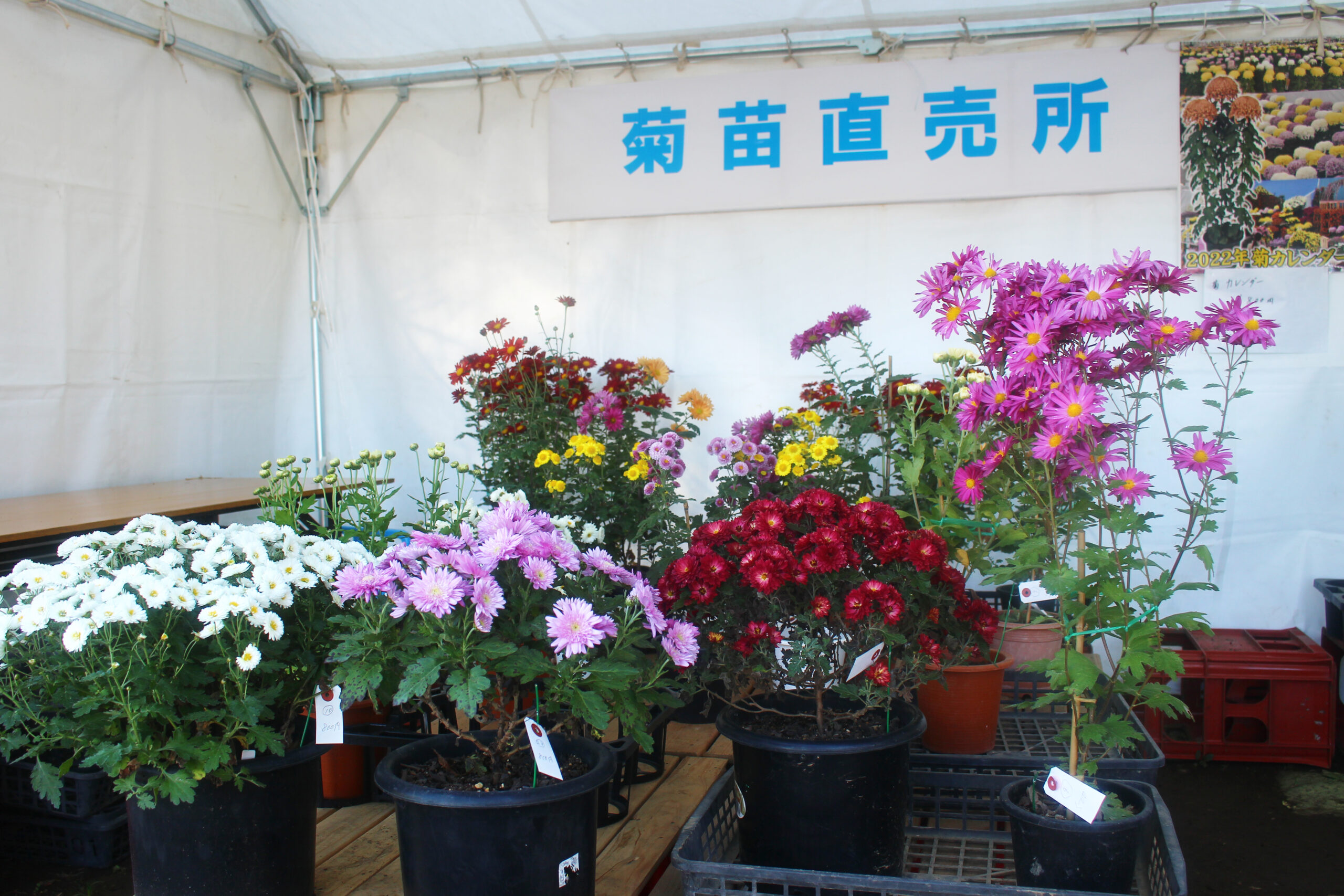 下妻市菊まつり