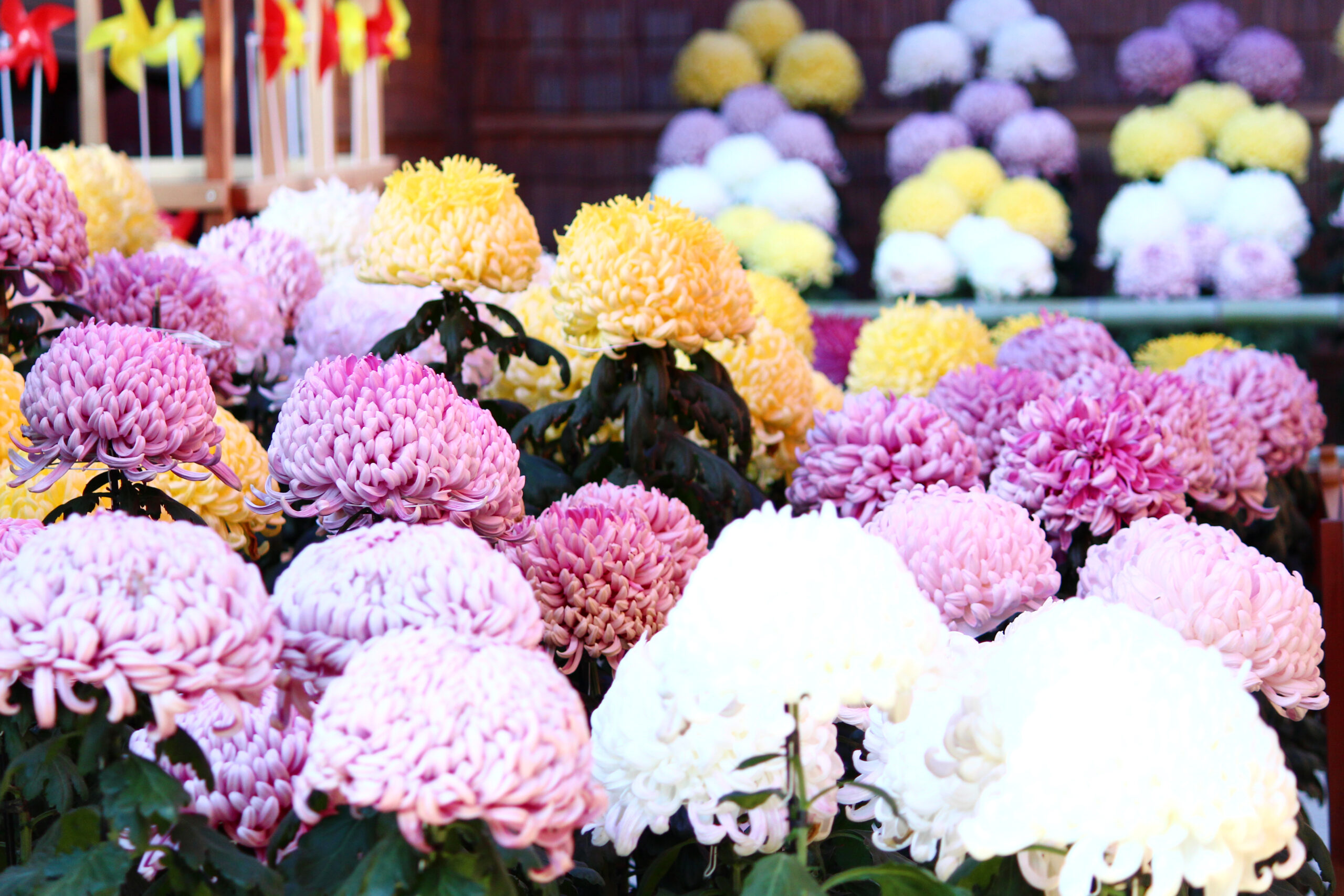 笠間稲荷菊まつり