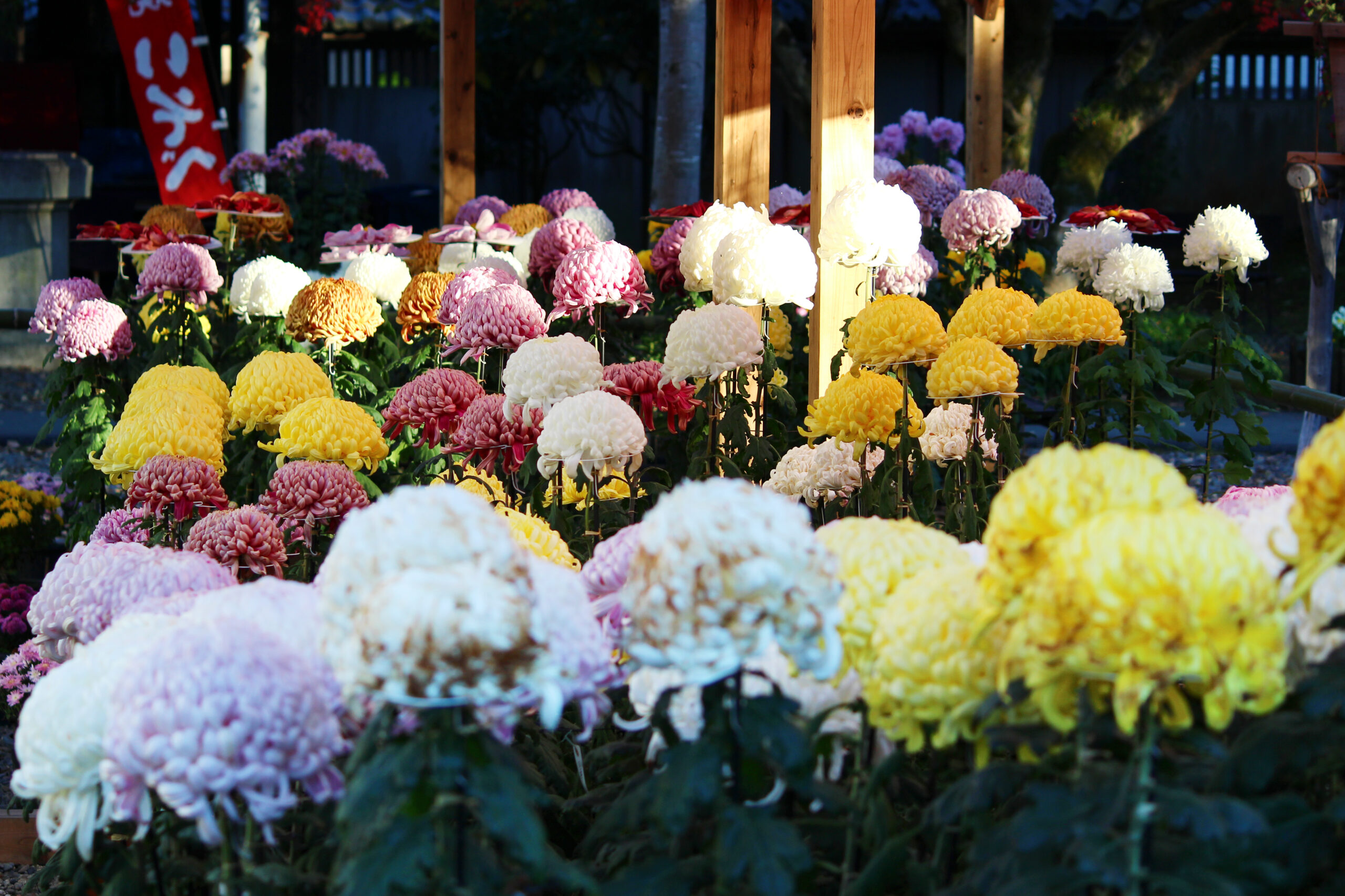 笠間稲荷菊まつり