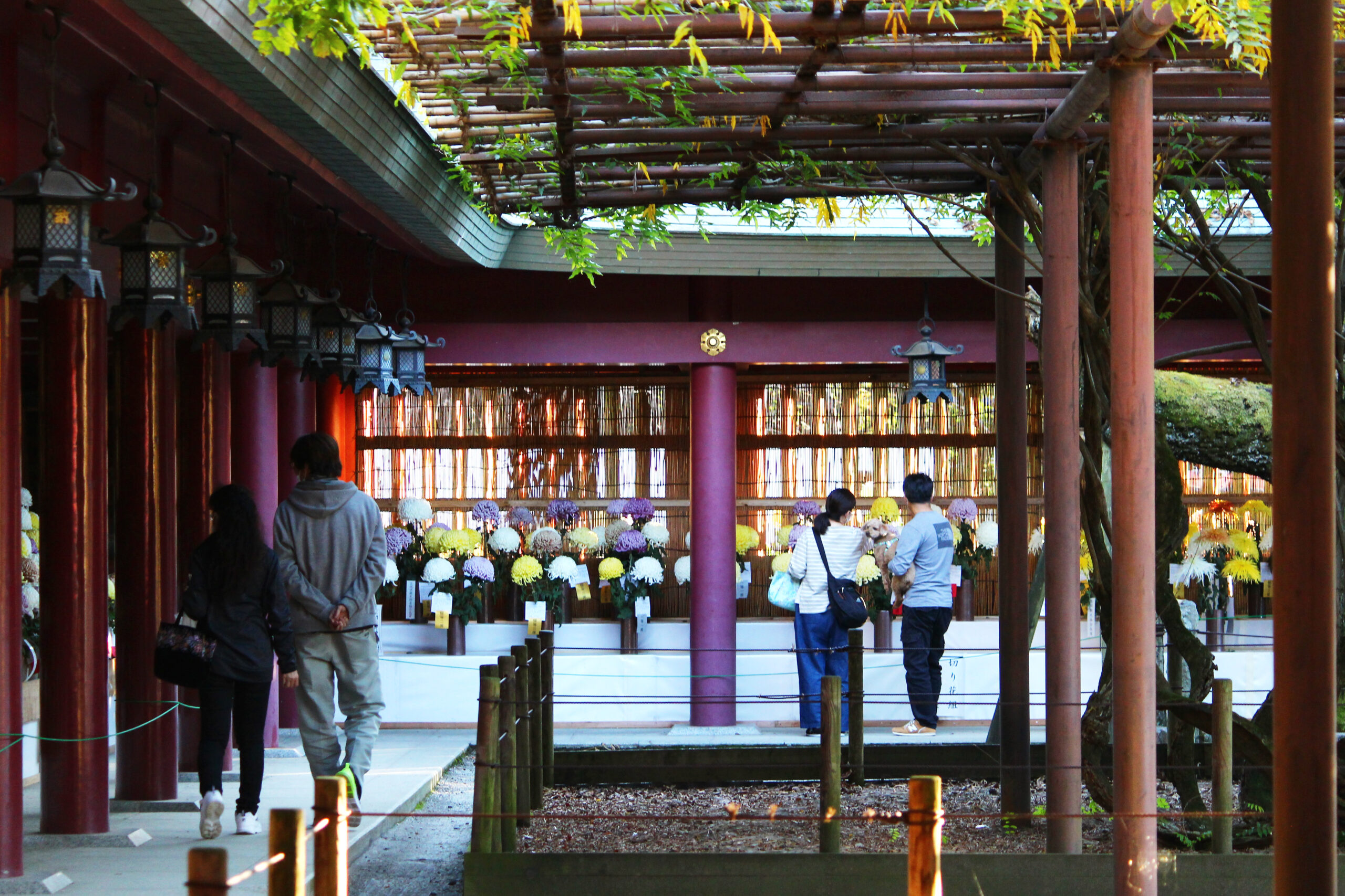 笠間稲荷菊まつり