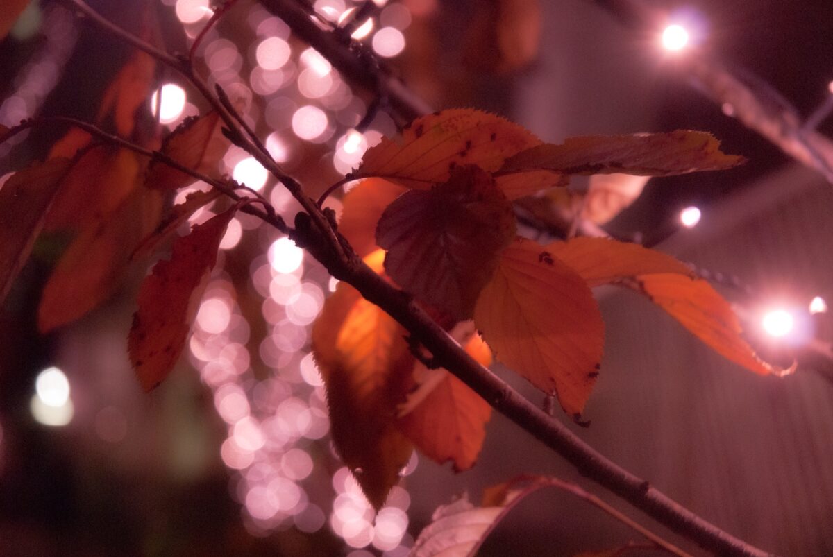 目黒川みんなのイルミネーション2021