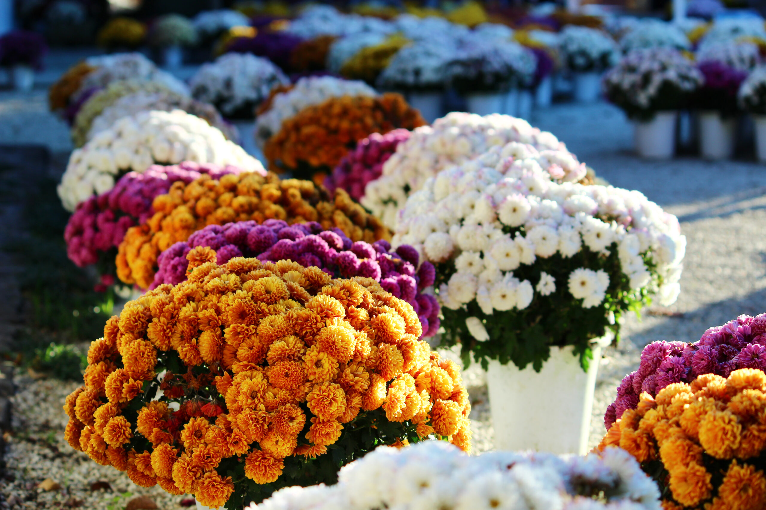 笠間稲荷菊まつり