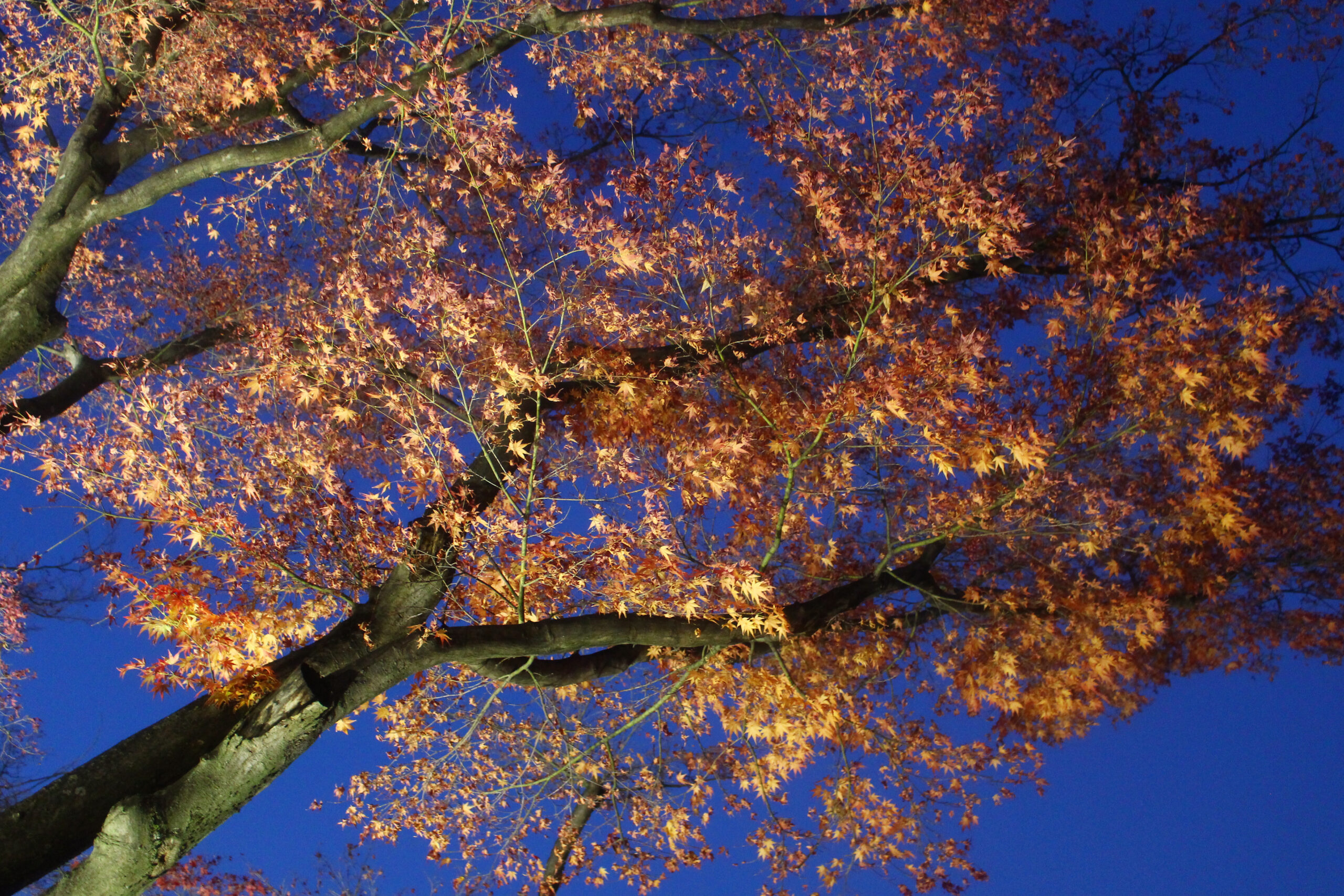旧堀切邸秋まつり