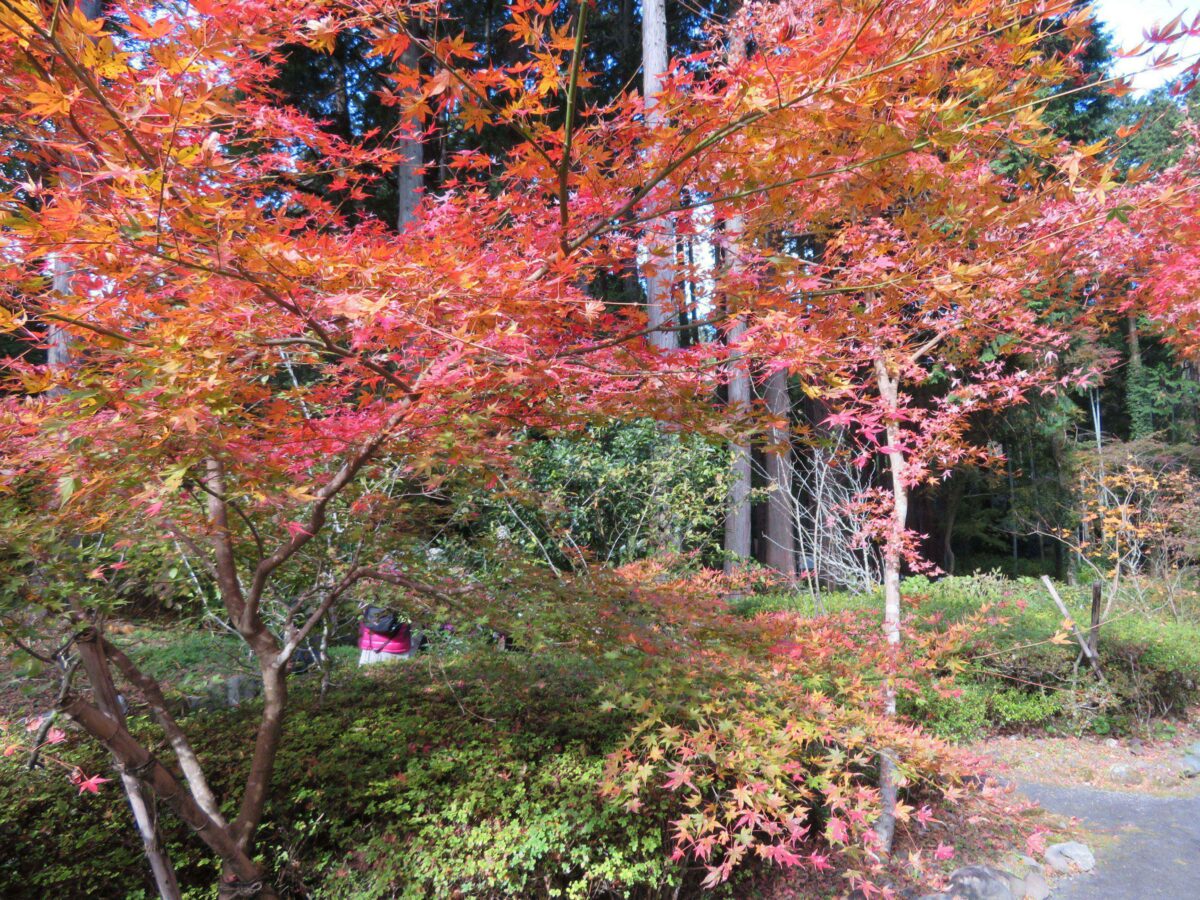 秩父宮記念公園もみじめぐりが開催！紅葉で彩られる皇族の別邸