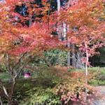 秩父宮記念公園もみじめぐりが開催！紅葉で彩られる皇族の別邸