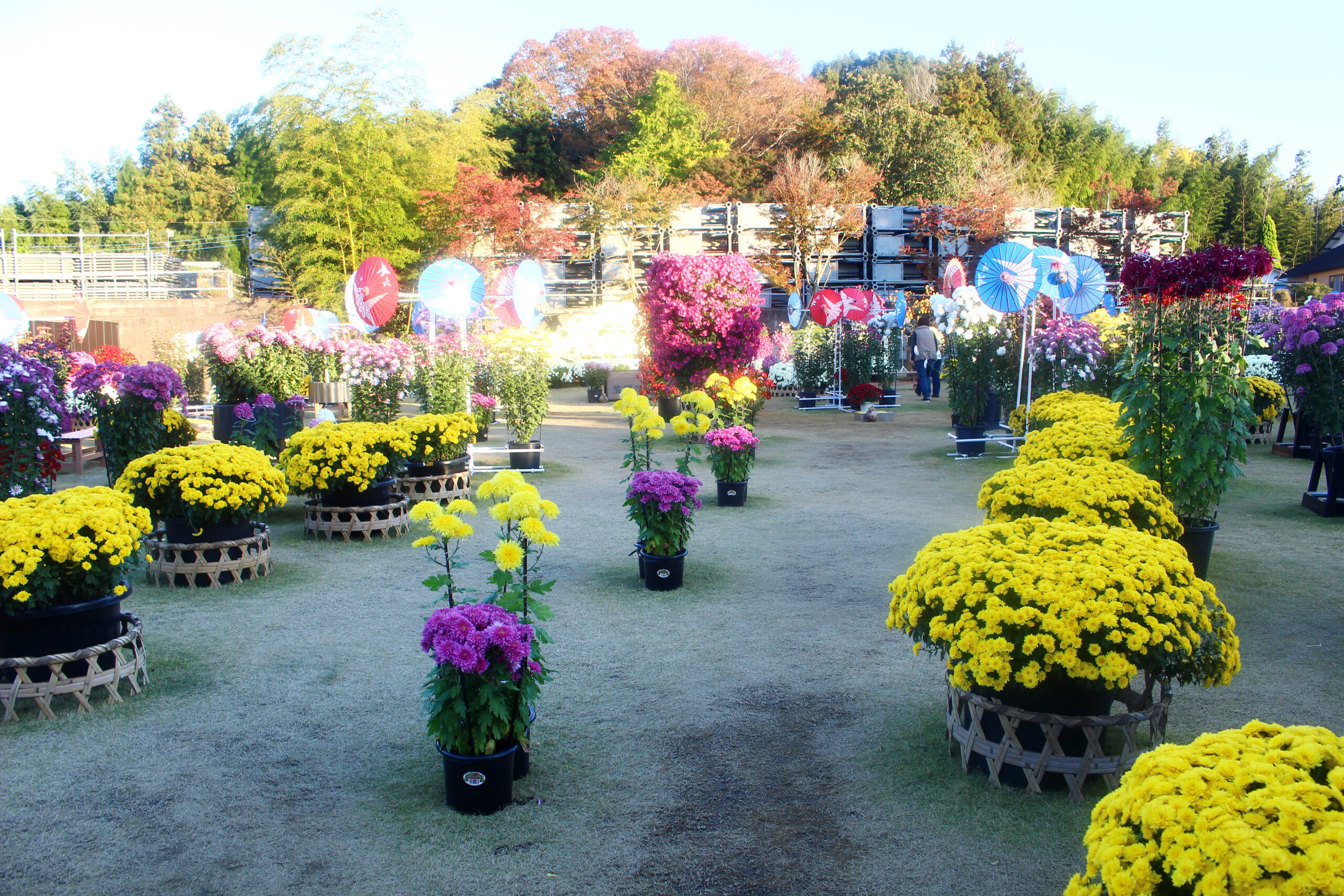 笠間稲荷菊まつり