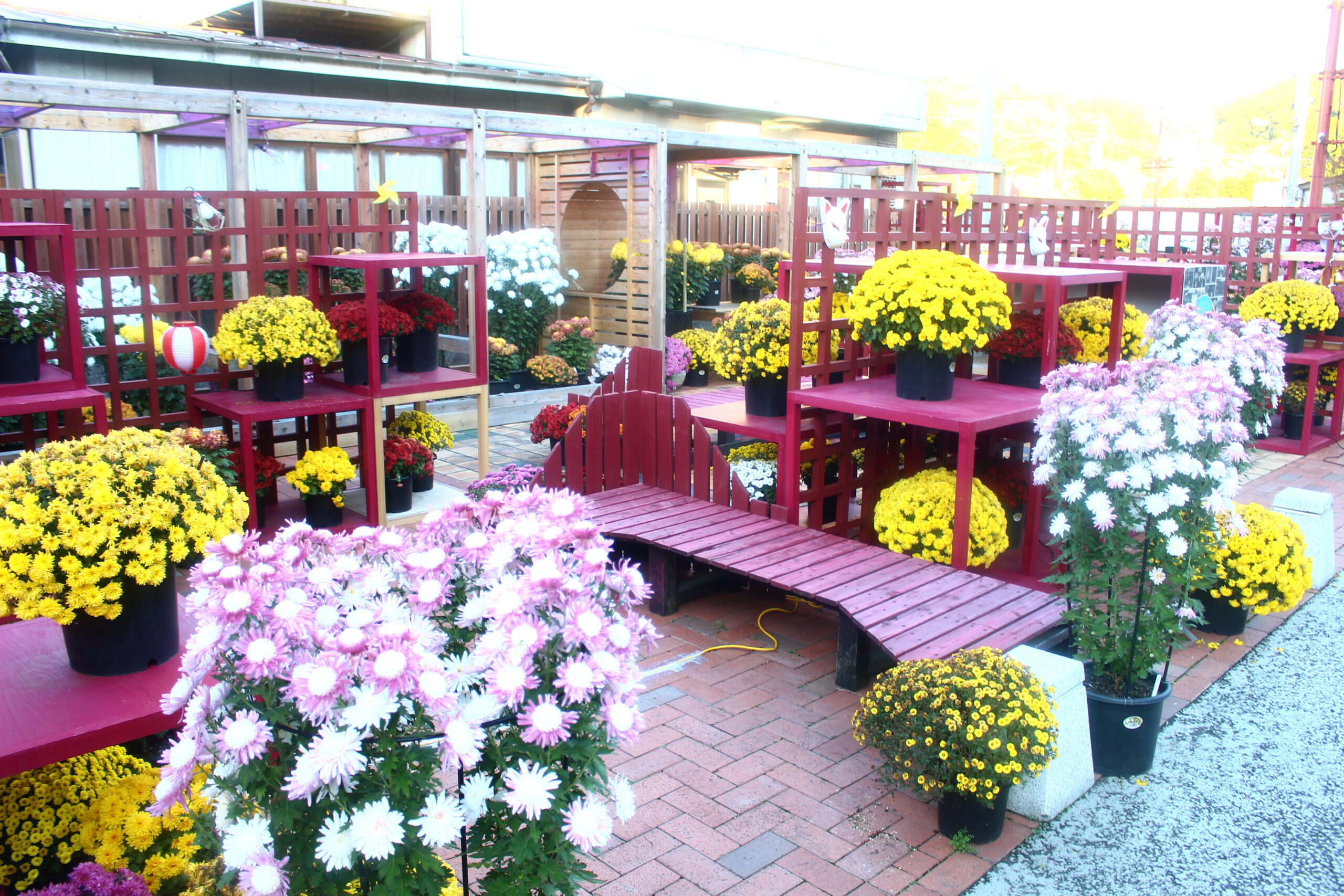 笠間稲荷菊まつり