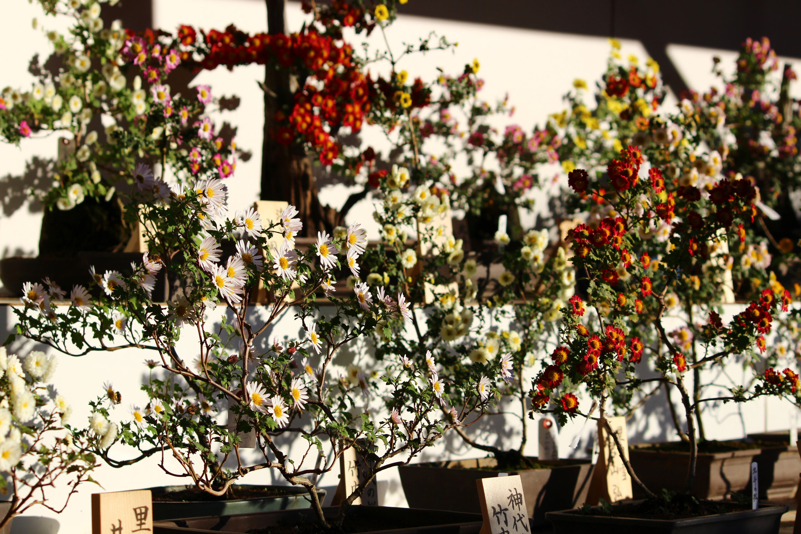 笠間稲荷菊まつり