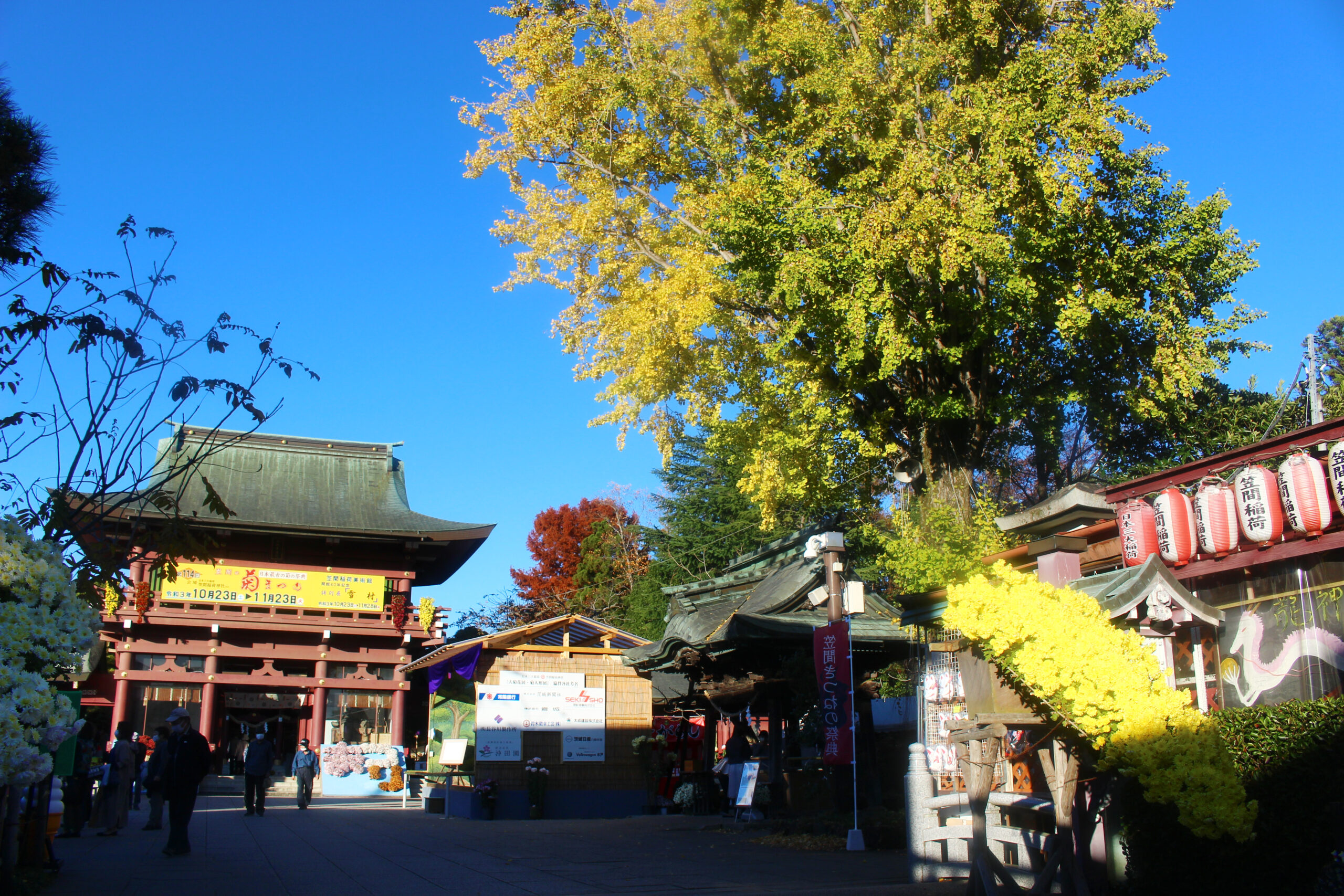 笠間稲荷菊まつり