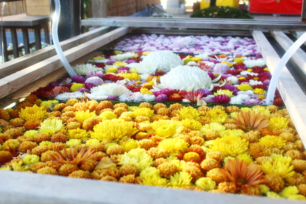 笠間の菊まつり2021を紹介！1万鉢の花が彩り、渋沢栄一や聖火ランナーも登場