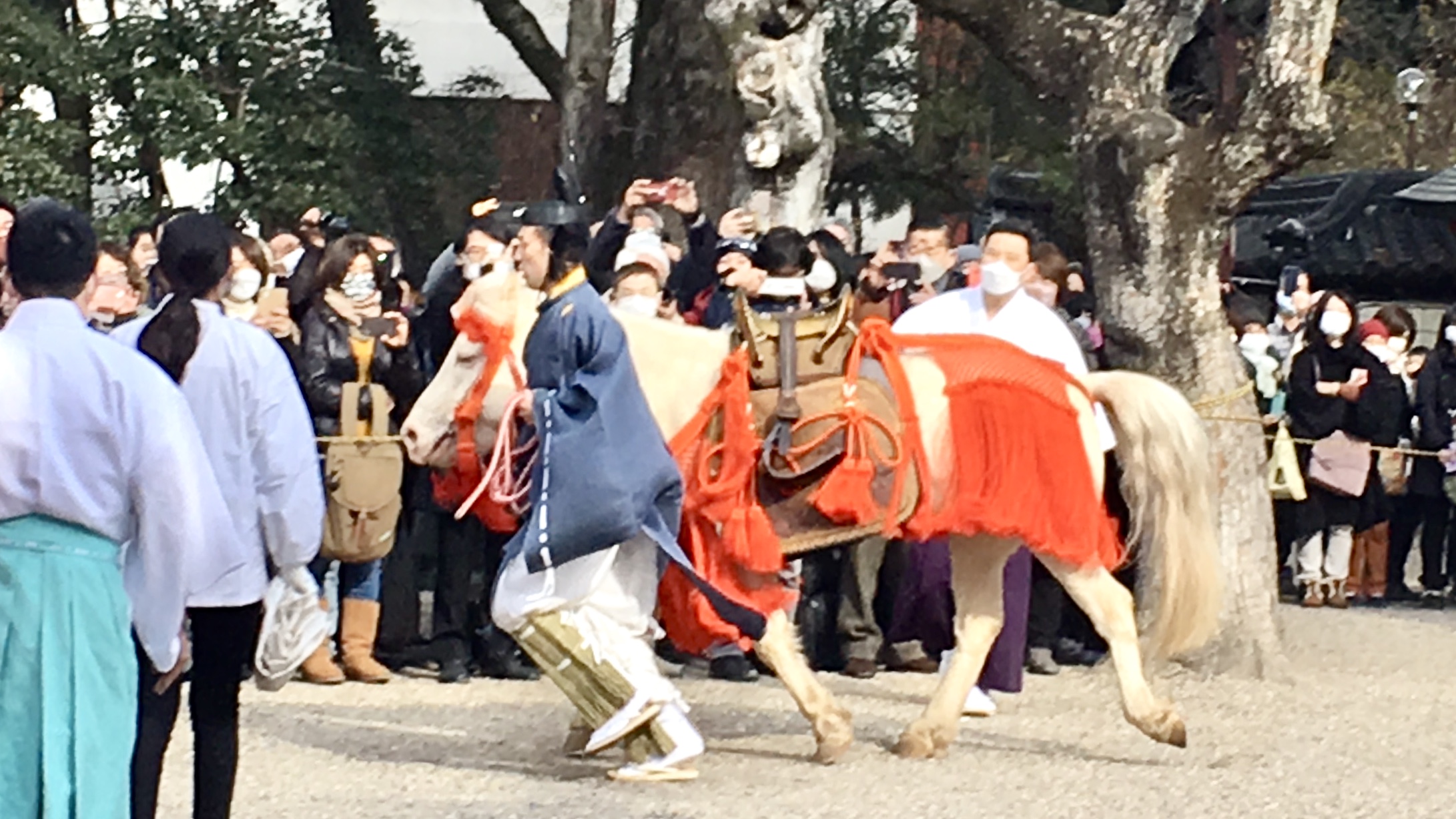 境内を駆け抜ける白馬