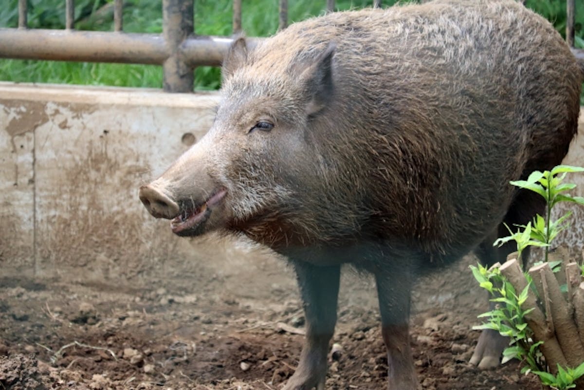 大人の和文化クイズ これってハートマーク モチーフになっている意外な動物とは オマツリジャパン あなたと祭りをつなげるメディア 大人の和文化クイズ これってハートマーク モチーフになっている意外な動物とは オマツリジャパン あなたと祭りをつなげるメディア