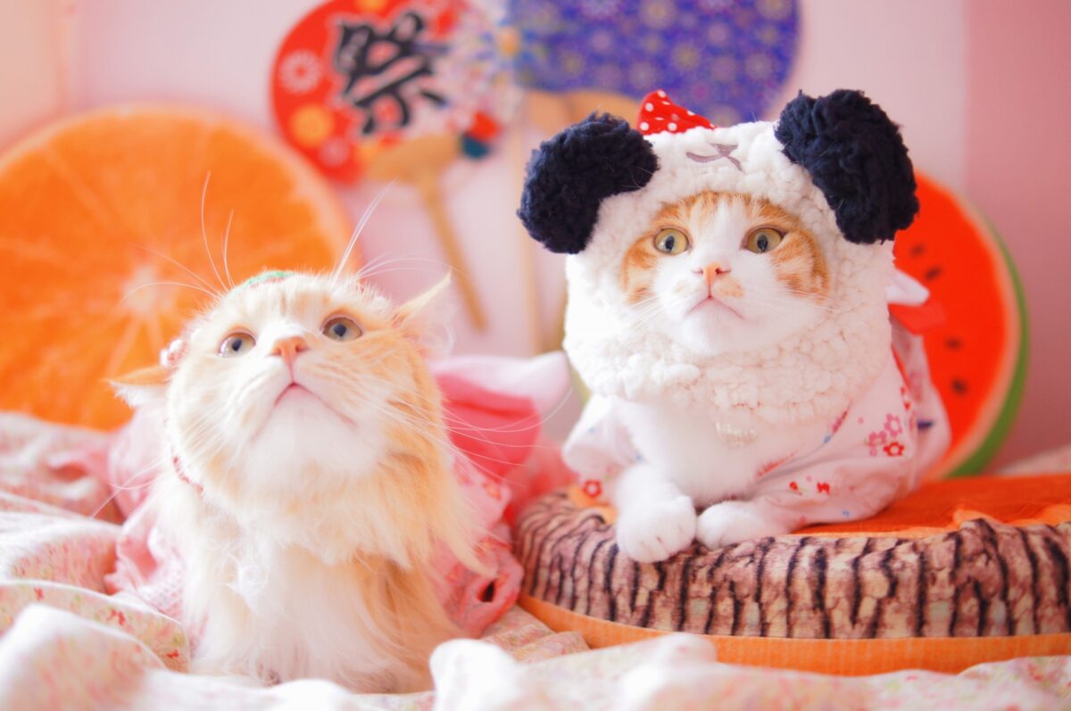 猫のお祭りは2月22日だけじゃない！？実はこんなにある日本の「猫まつり」10選