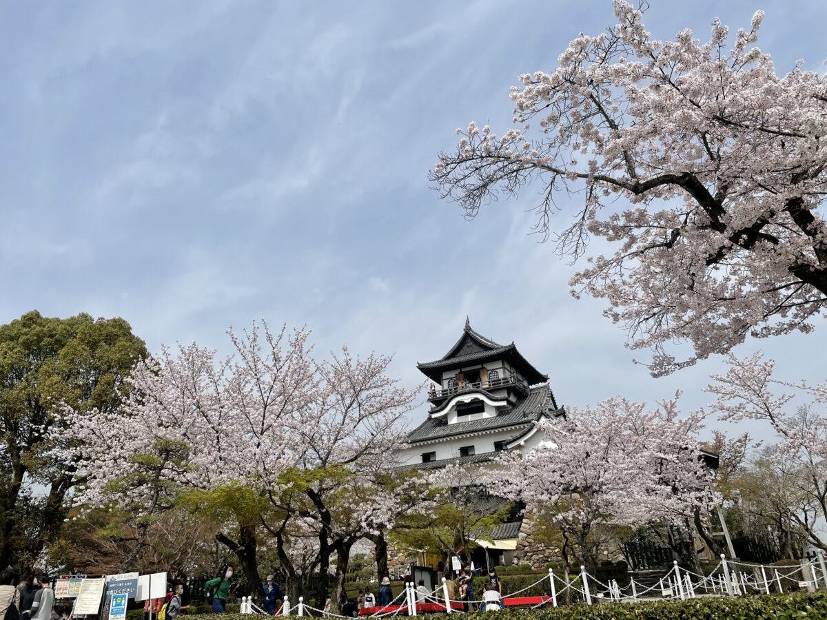 国宝犬山城と桜