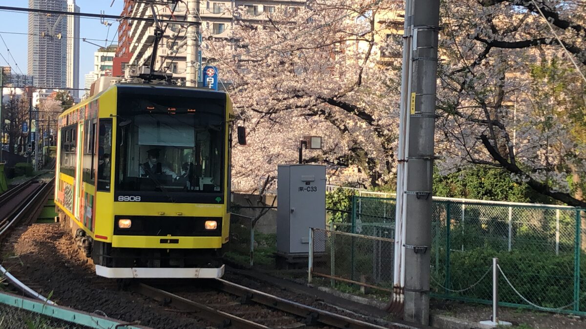 桜に映える電車でお花見へ！都電沿いの桜スポット3選