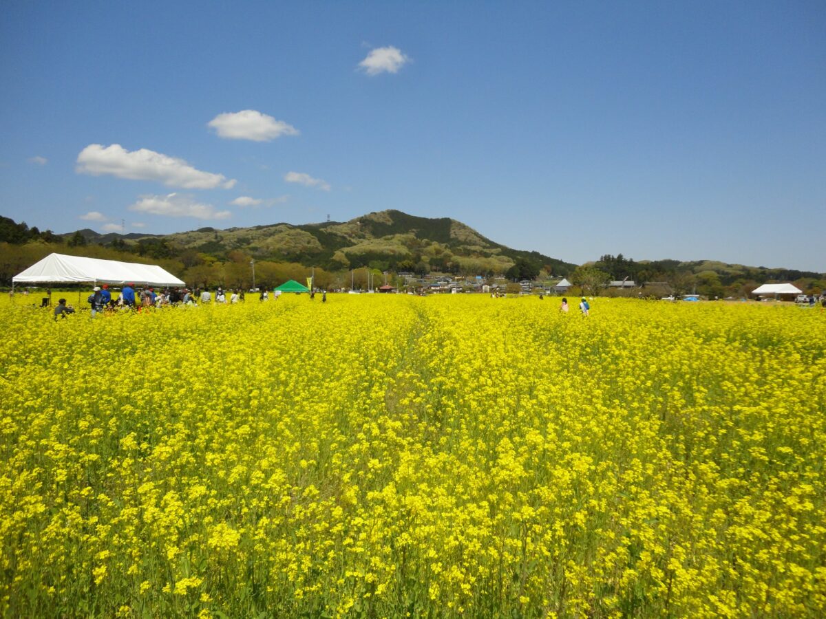 菜の花と日和田山