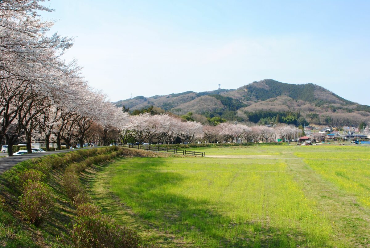 春の巾着田の桜