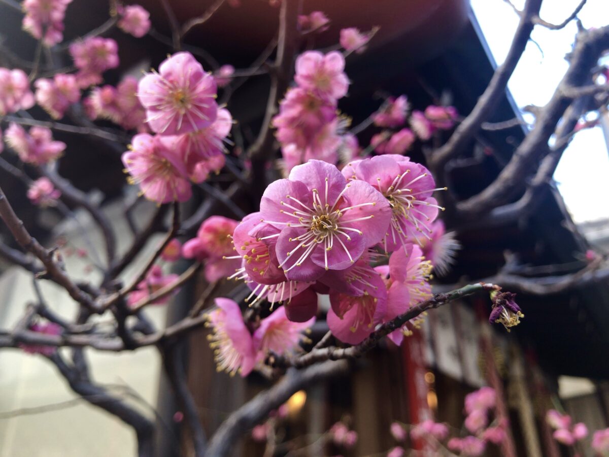 市比賣神社のひいなまつり