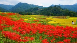 全季節フォトジェニック！都心からすぐ行ける日本の原風景・寺坂棚田の四季を歩こう