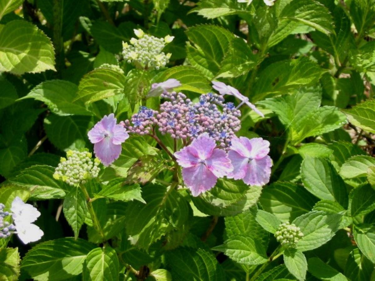 巾着田公園あじさい