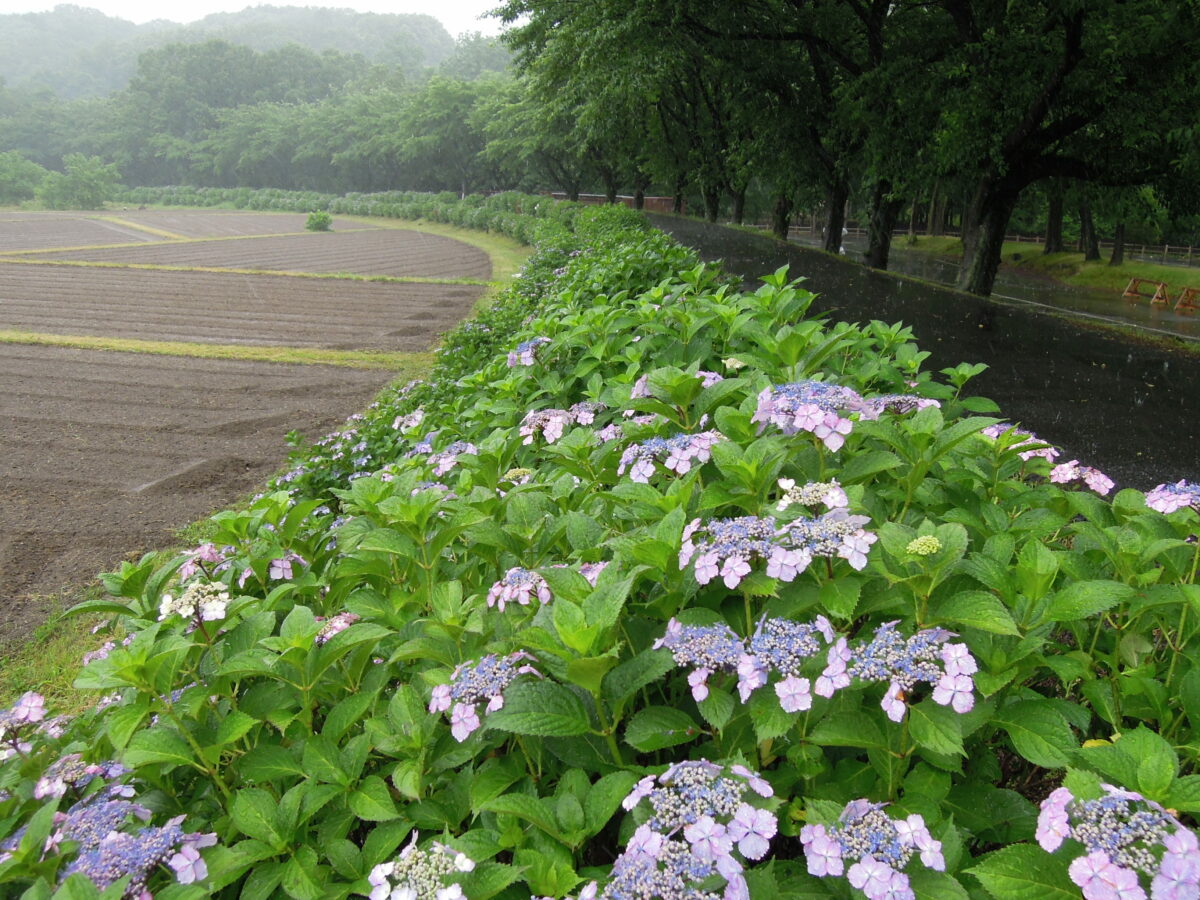 巾着田公園あじさい