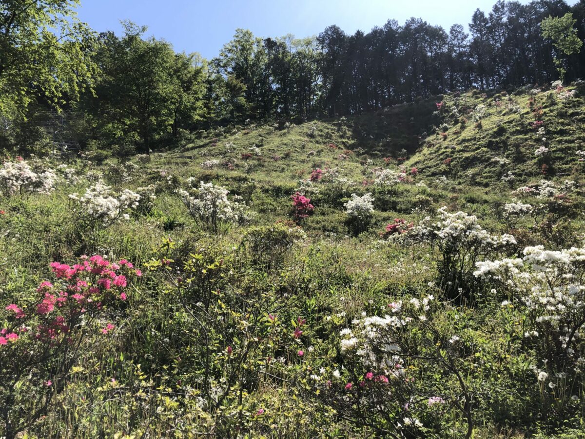 花咲山公園