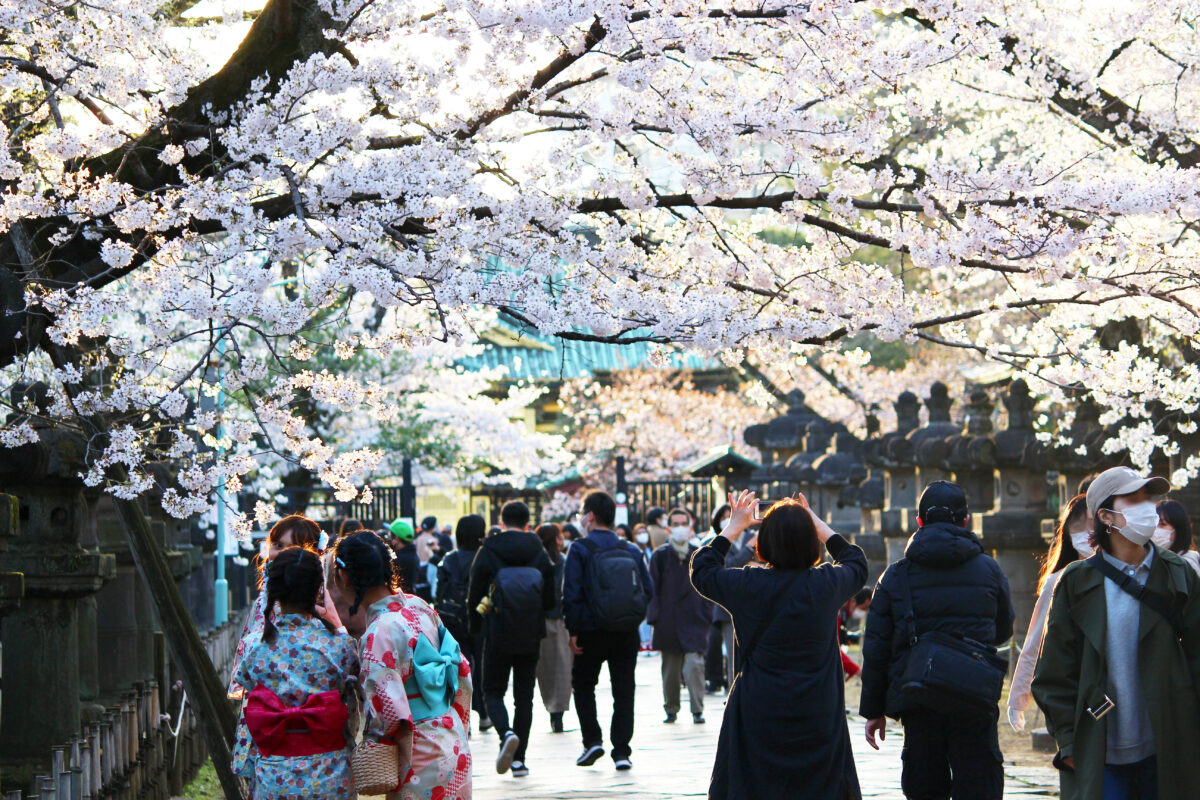 2022年の東京の開花予想は3月23日！桜まつりは開催される？東京の有名桜スポット10選