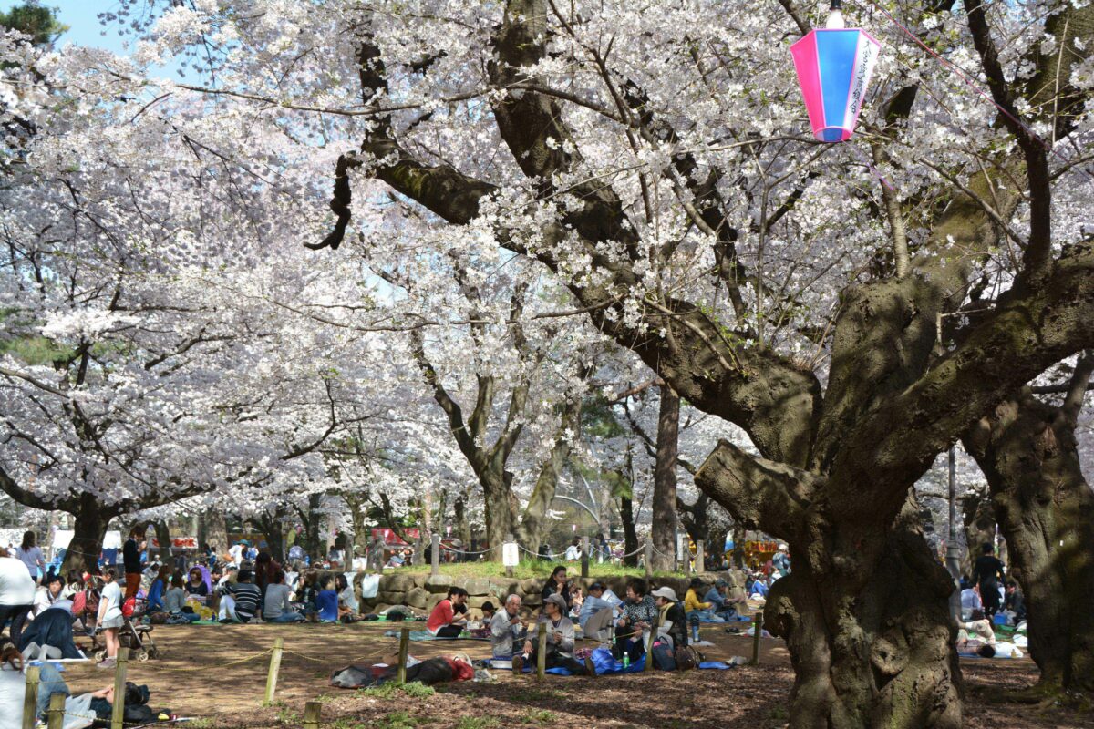 日本五大桜も！実は名所だらけ「埼玉の桜」スポット10選！