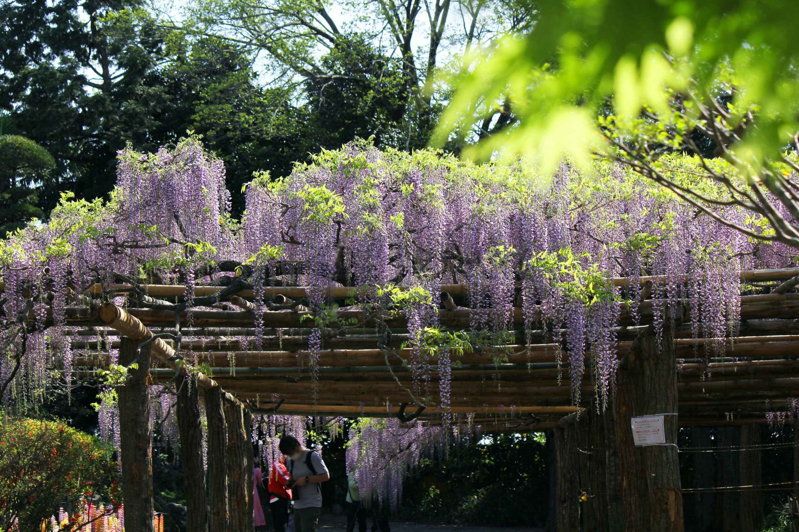 春日部市、藤花園、牛島の藤、特別天然記念物