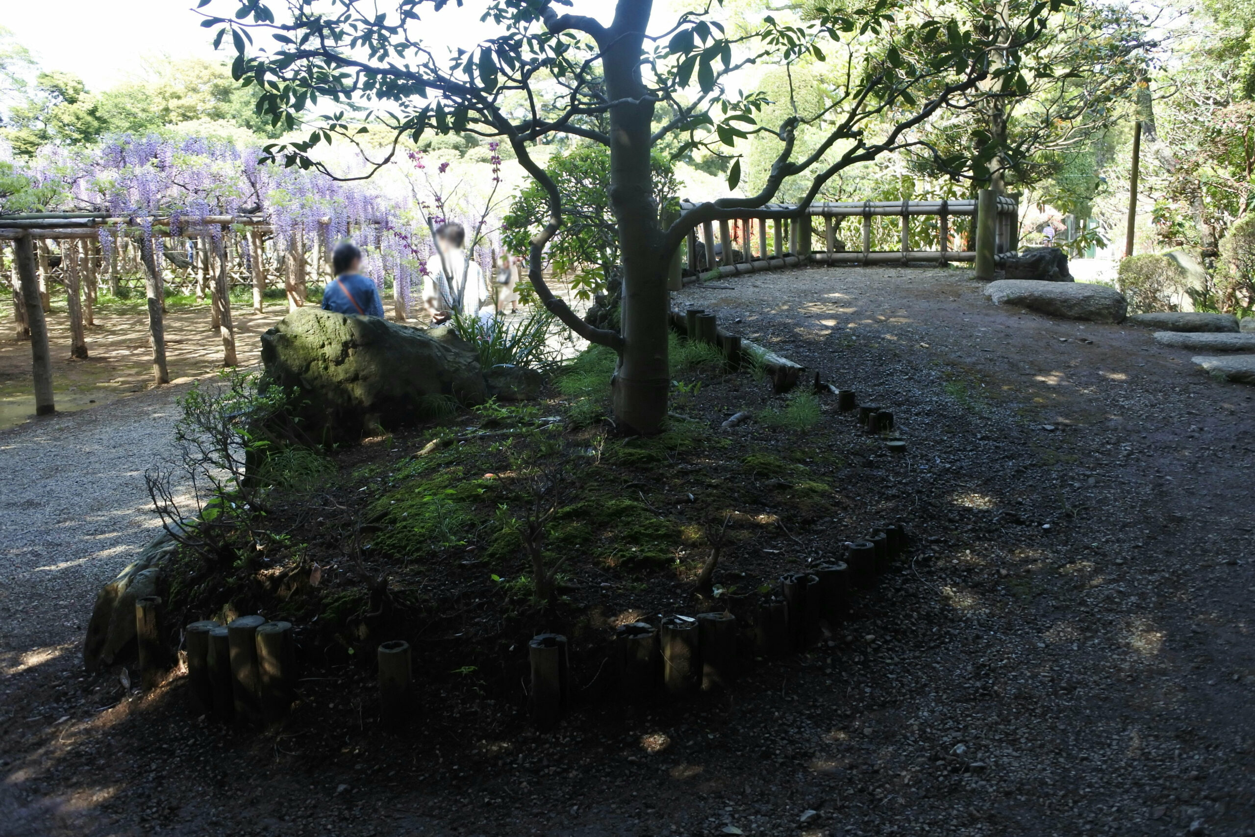 春日部市、藤花園、牛島の藤、特別天然記念物