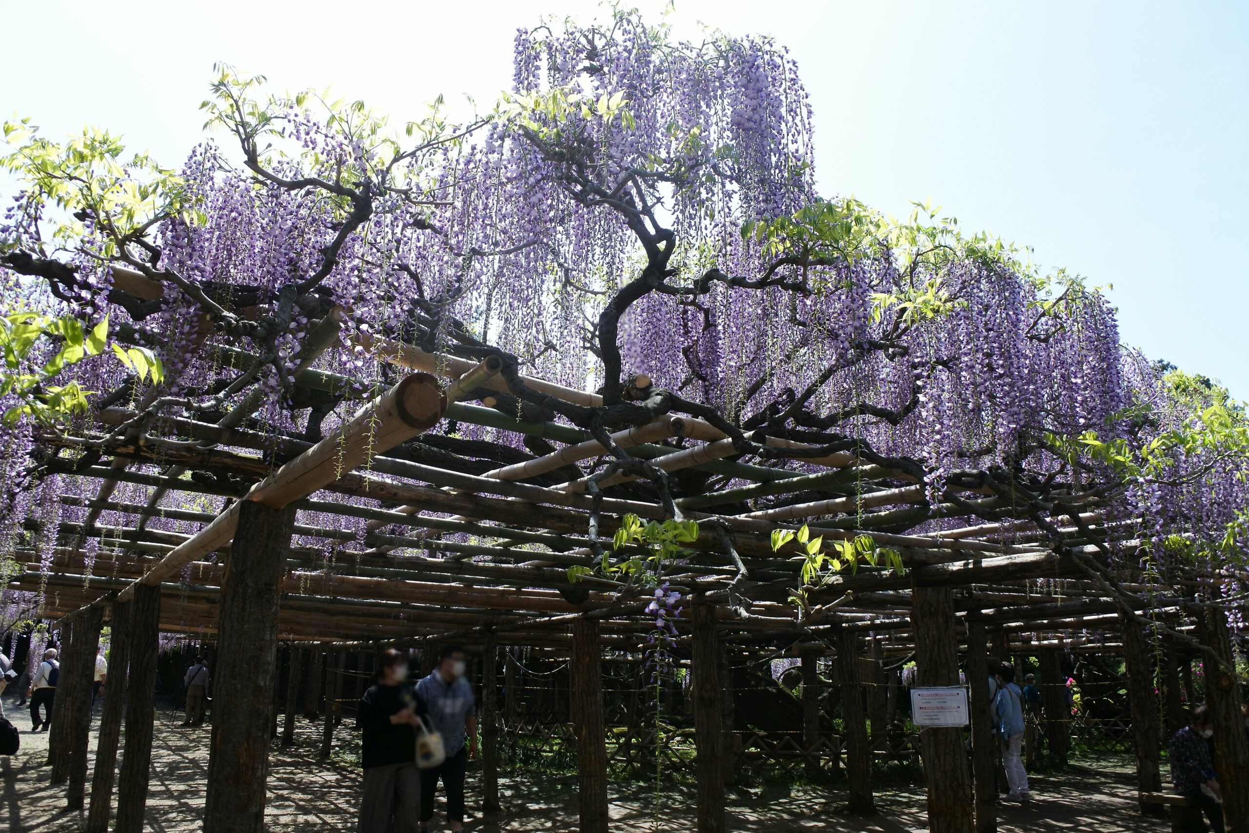 春日部市、藤花園、牛島の藤、特別天然記念物