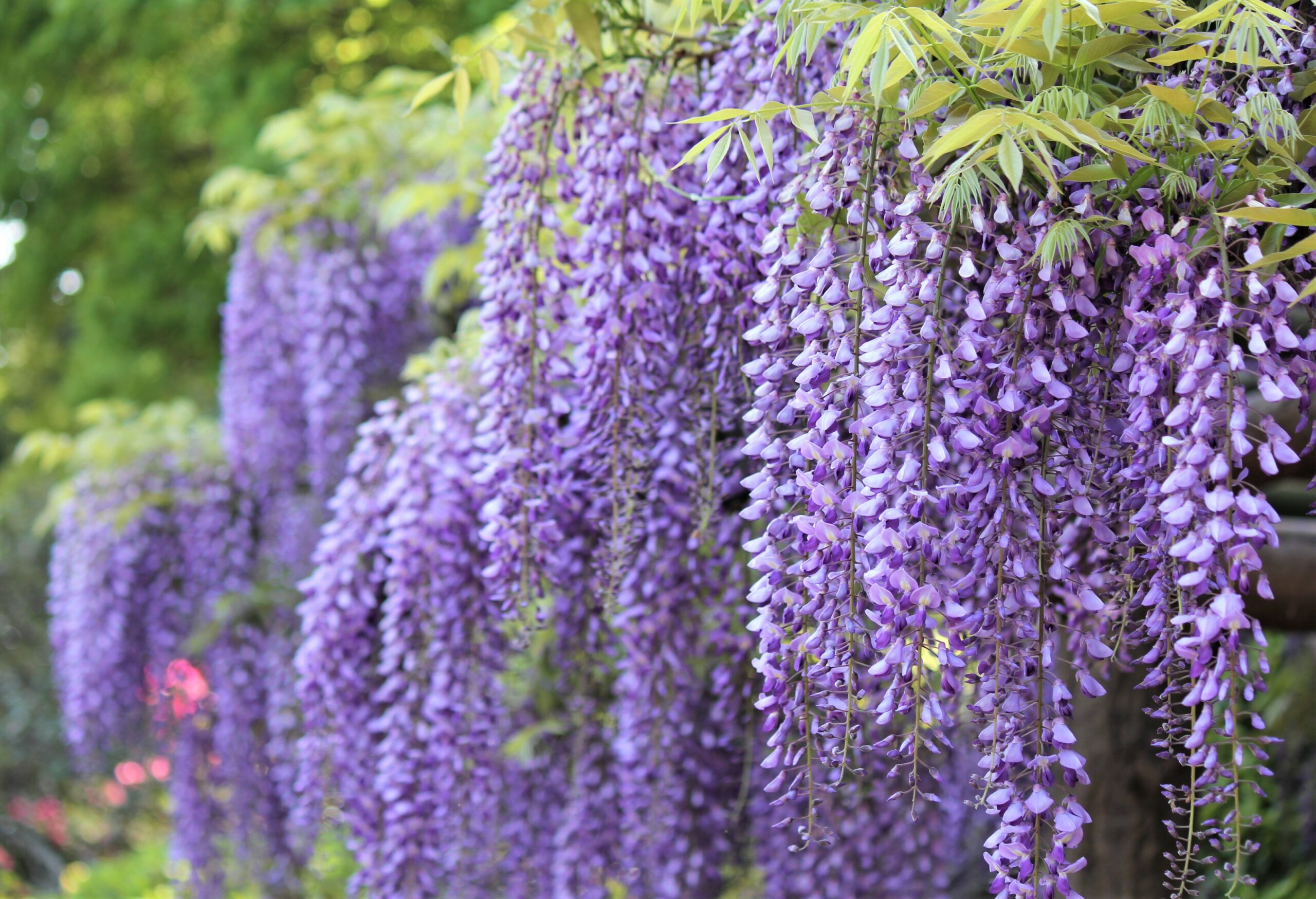 春日部市、藤花園、牛島の藤
