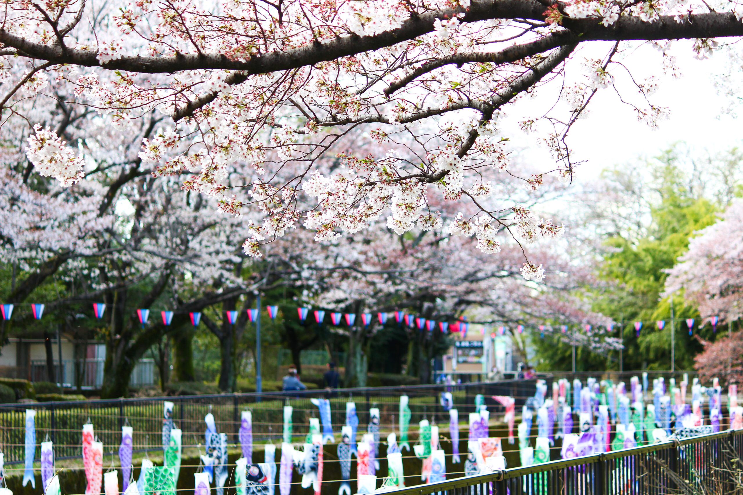 満開の桜＆こいのぼりの絶景は今だけ！2023年「館林さくらとこいのぼり