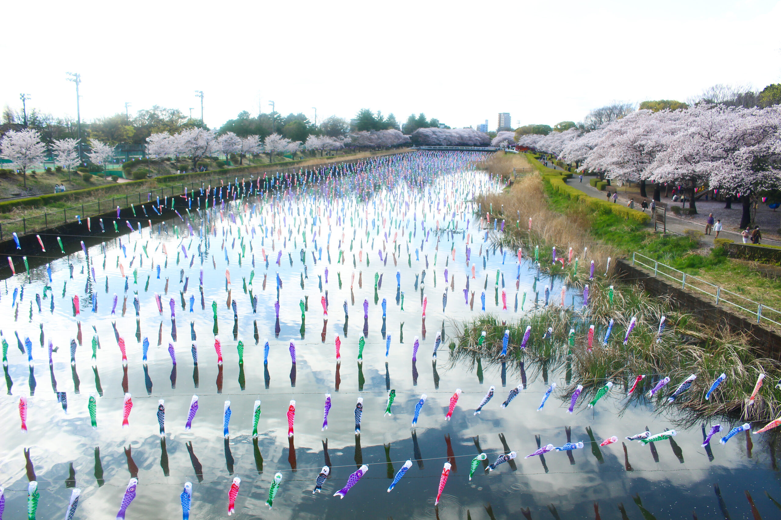 満開の桜＆こいのぼりの絶景は今だけ！2023年「館林さくらとこいのぼり