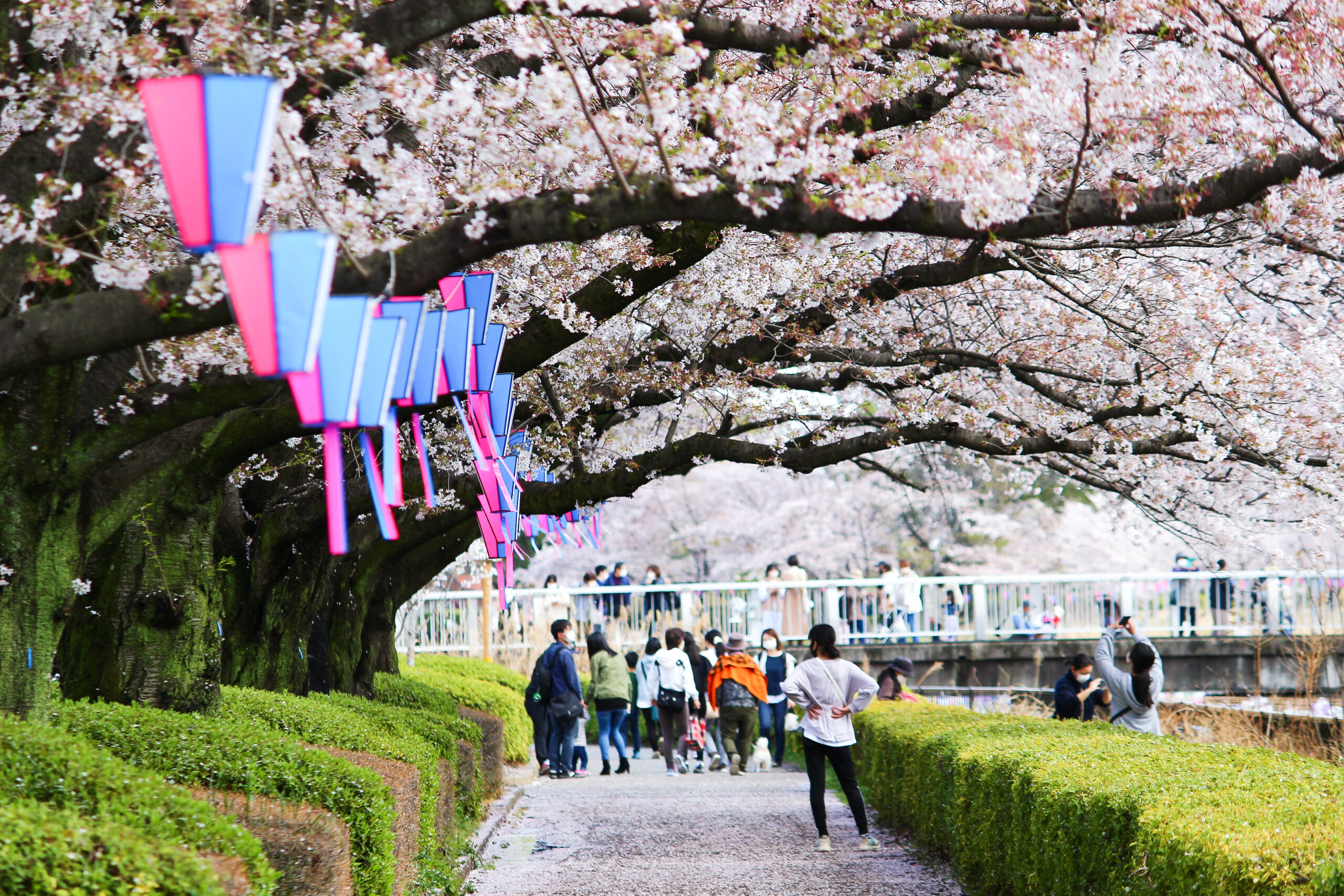 満開の桜＆こいのぼりの絶景は今だけ！2023年「館林さくらとこいのぼり