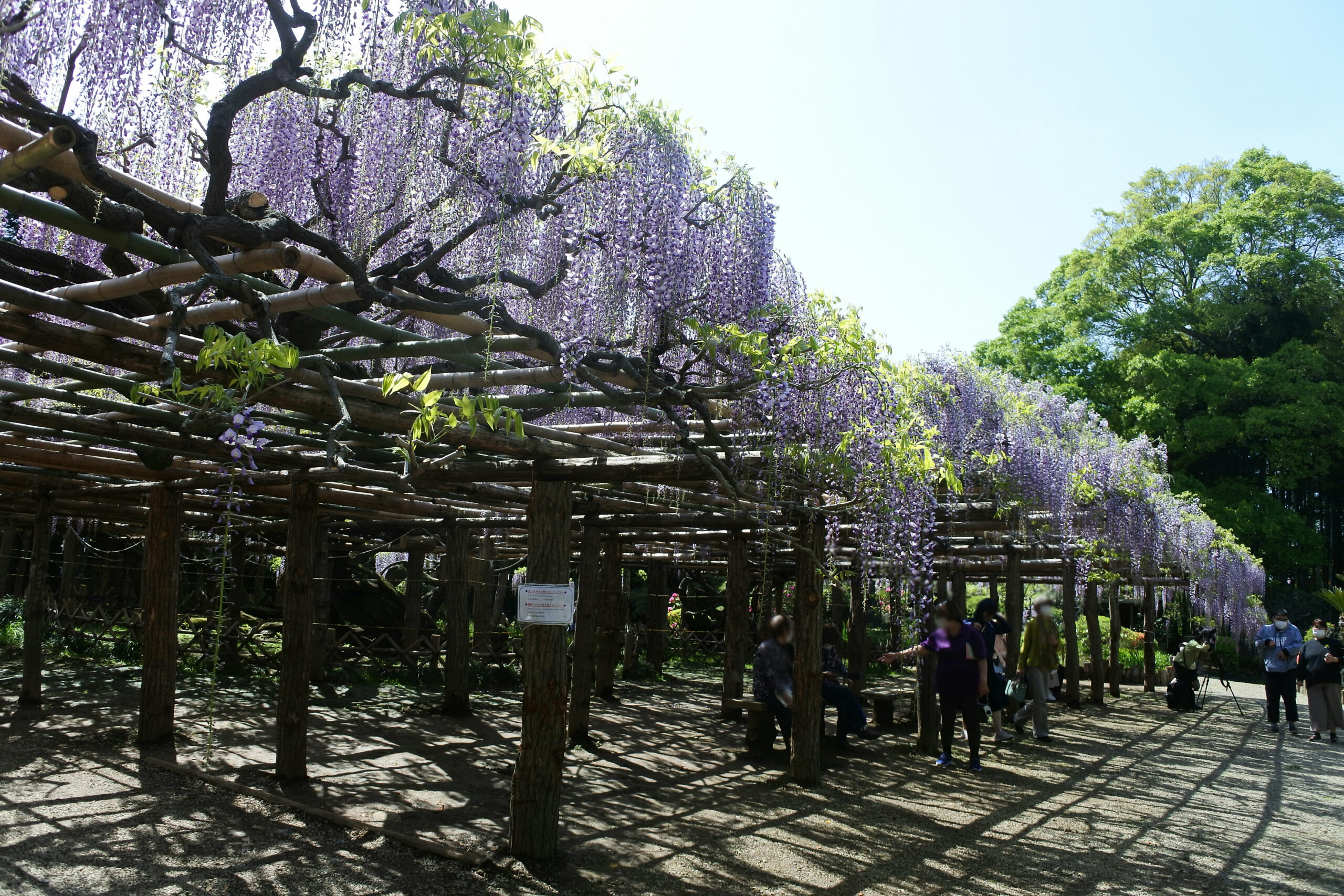 春日部市、藤花園、牛島の藤、特別天然記念物