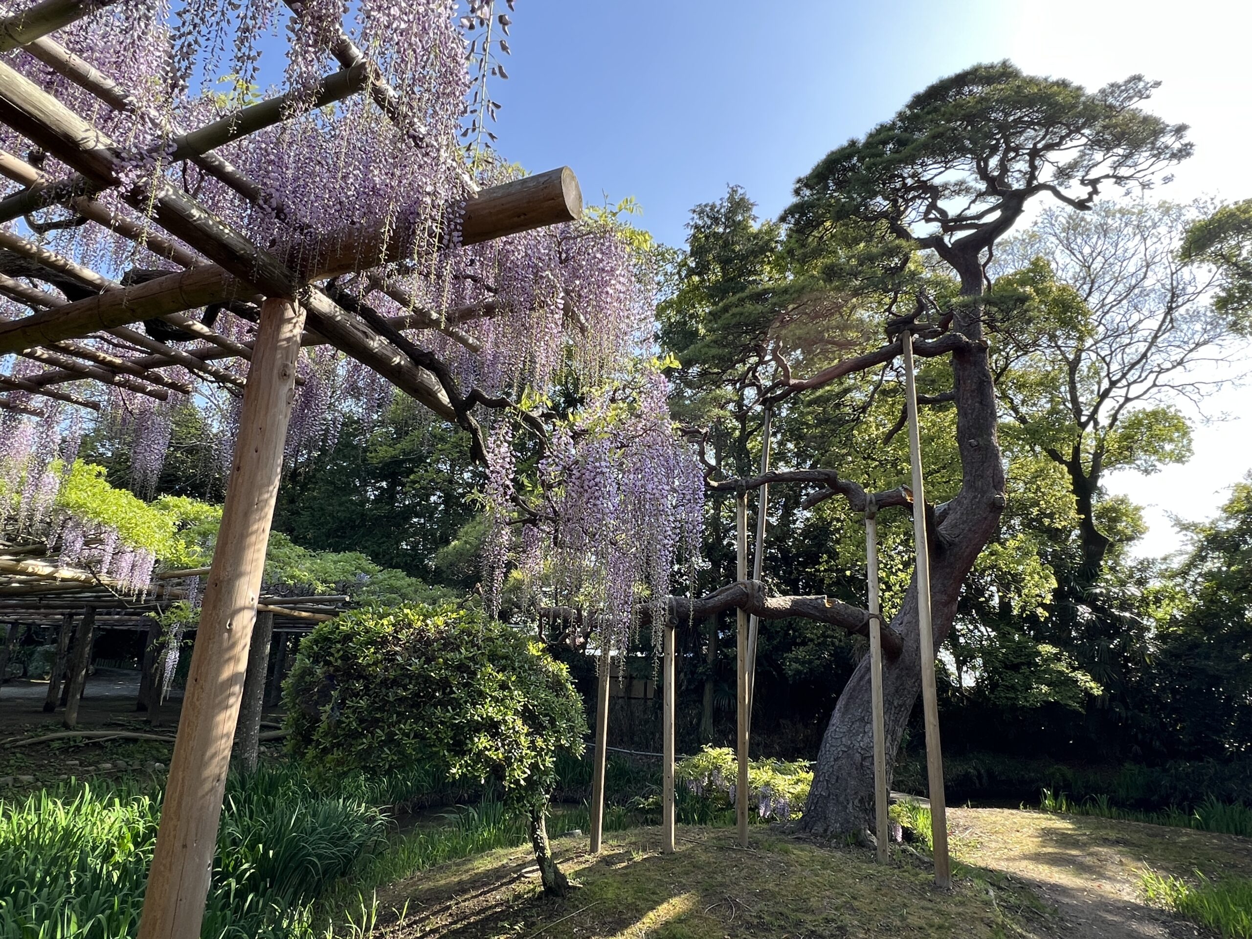 春日部市、藤花園、牛島の藤