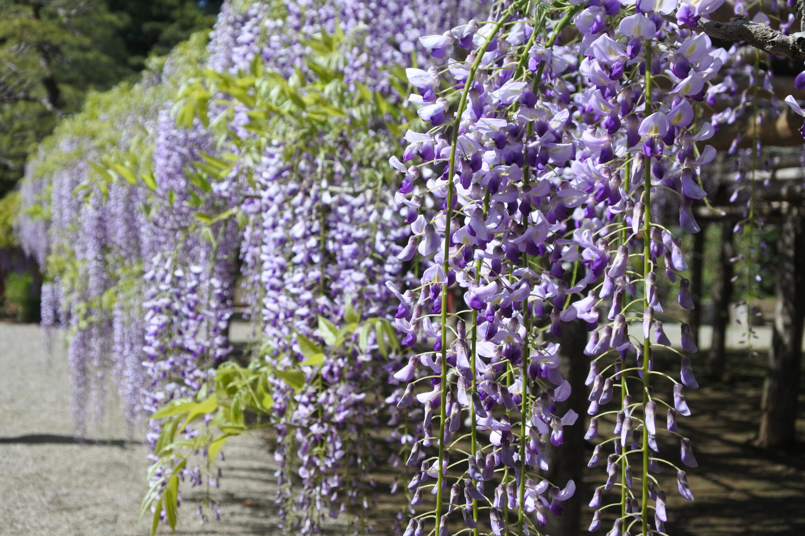 春日部市、藤花園、牛島の藤