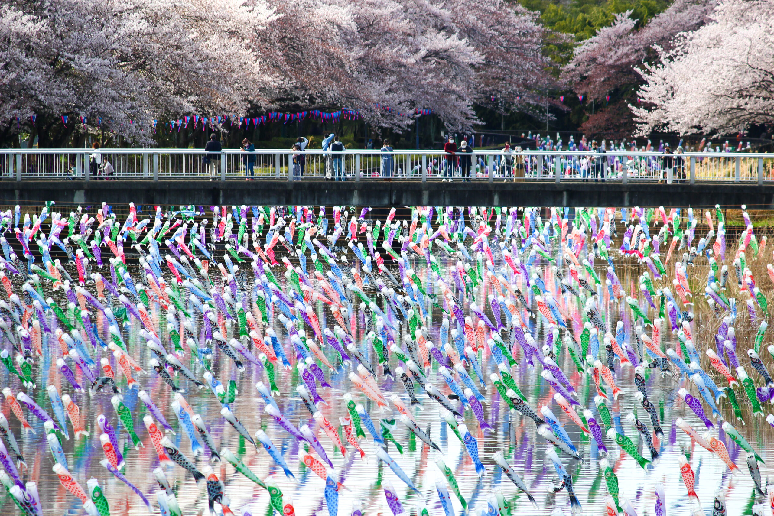 満開の桜＆こいのぼりの絶景は今だけ！2023年「館林さくらとこいのぼり