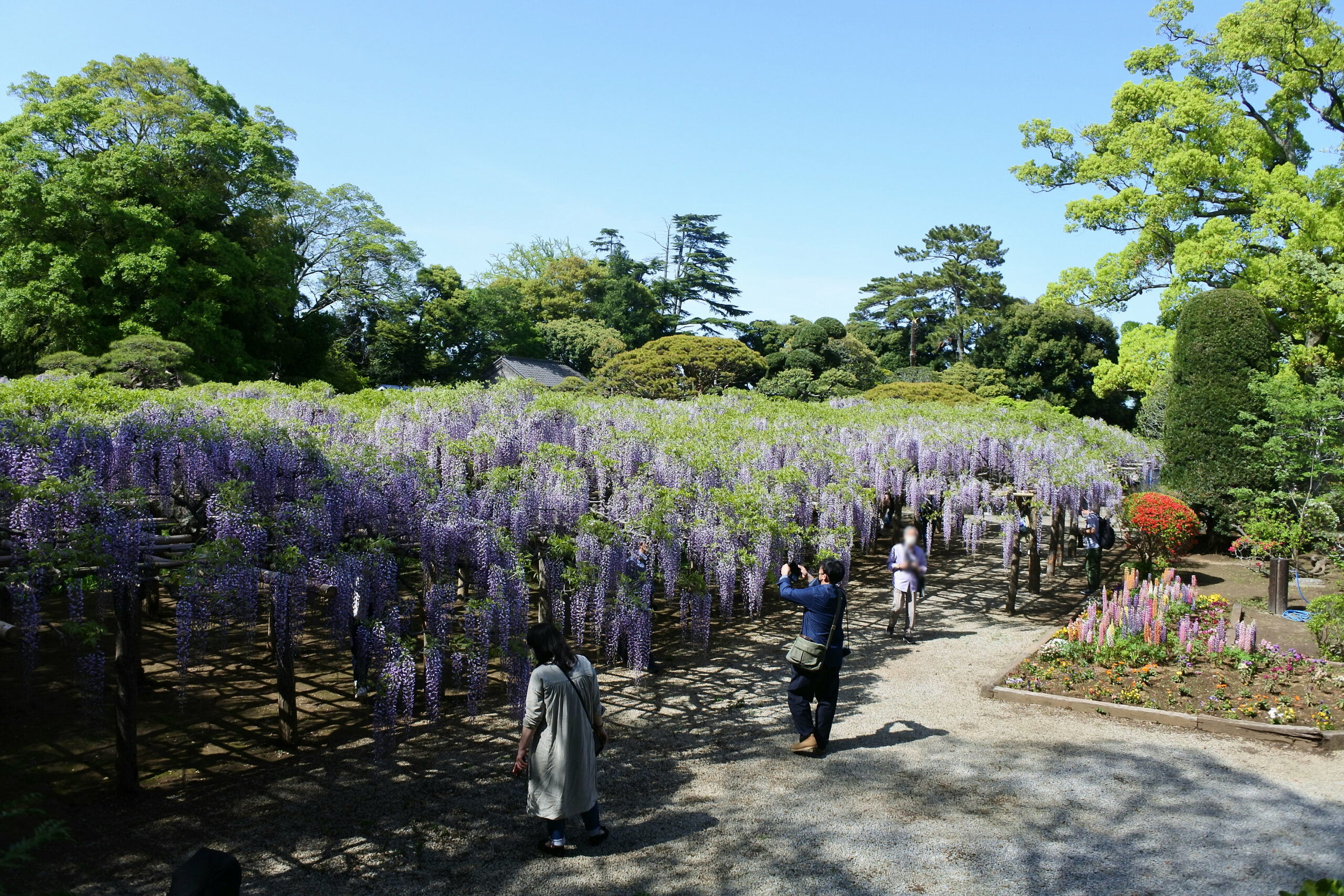 春日部市、藤花園、牛島の藤、特別天然記念物
