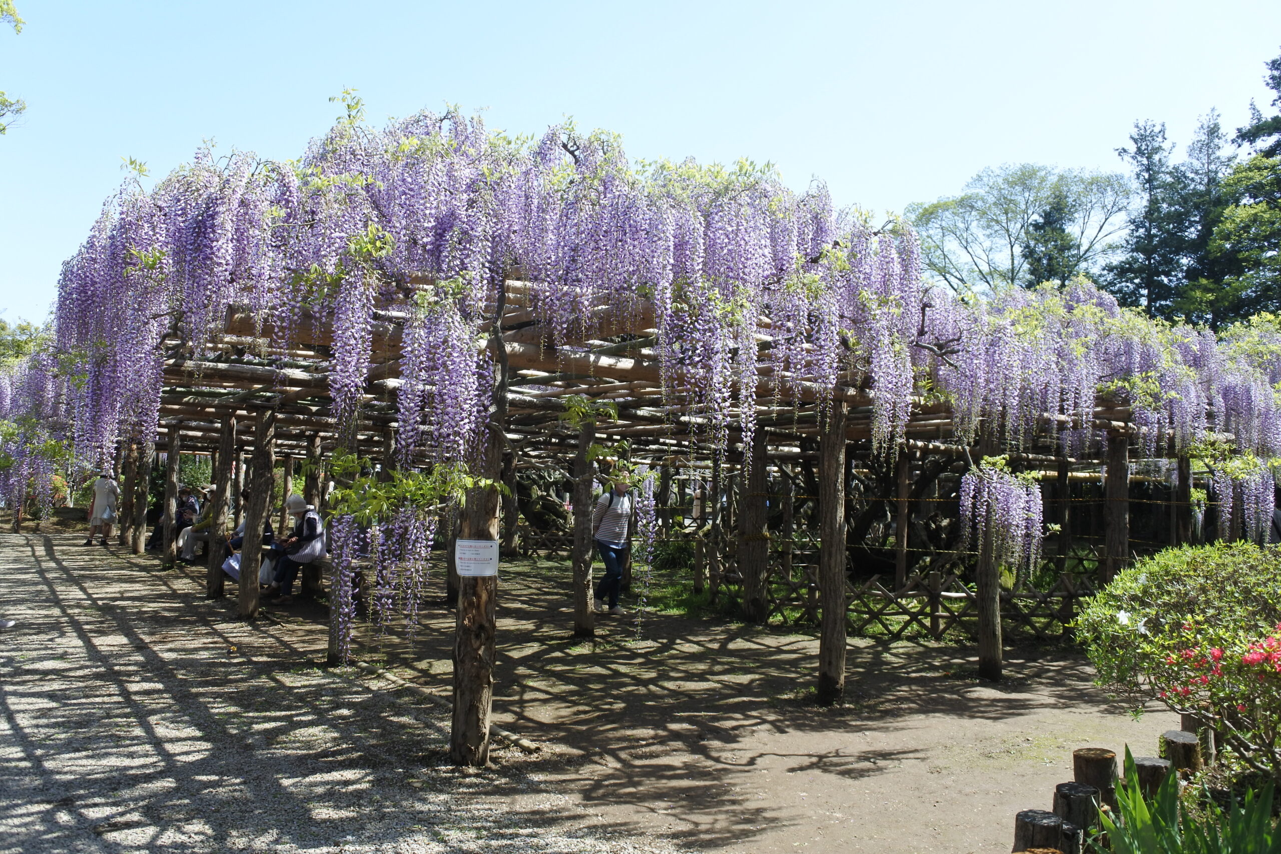 春日部市、藤花園、牛島の藤、特別天然記念物