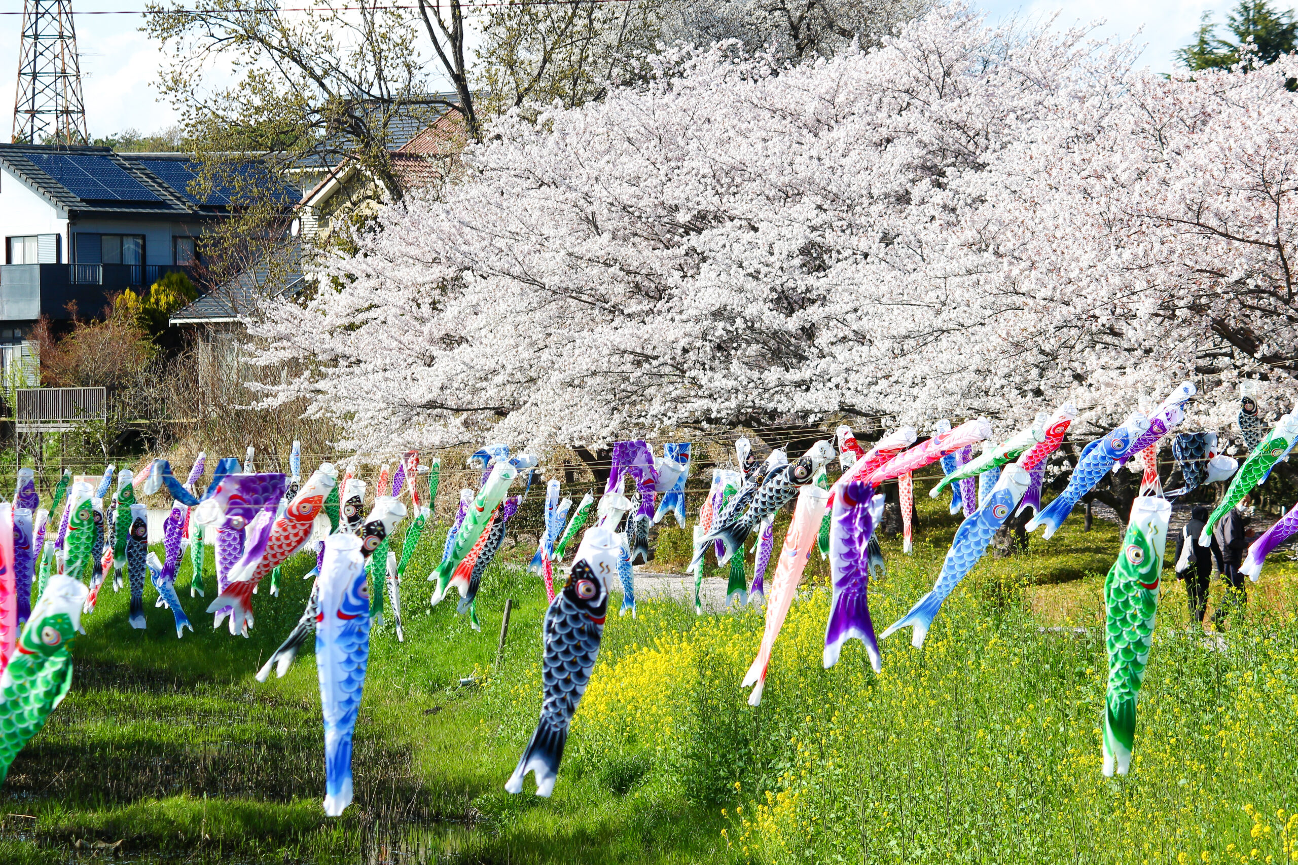 満開の桜＆こいのぼりの絶景は今だけ！2023年「館林さくらとこいのぼり